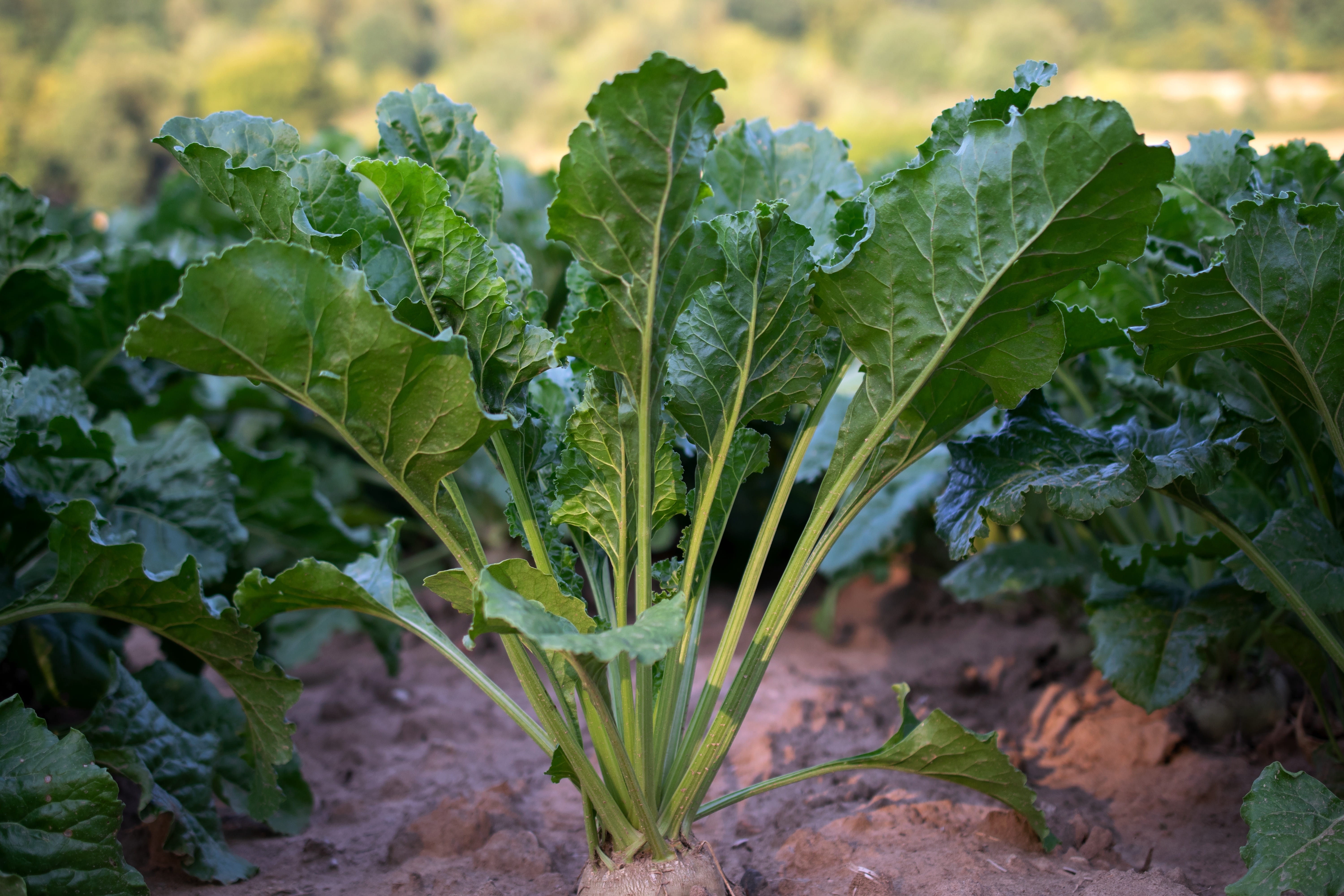 vegetable plant, outdoors, agriculture, sugar produtktion, healthy eating, focus on foreground, growth, field, leaf, close-up, beets, no people, summer, HD Wallpaper