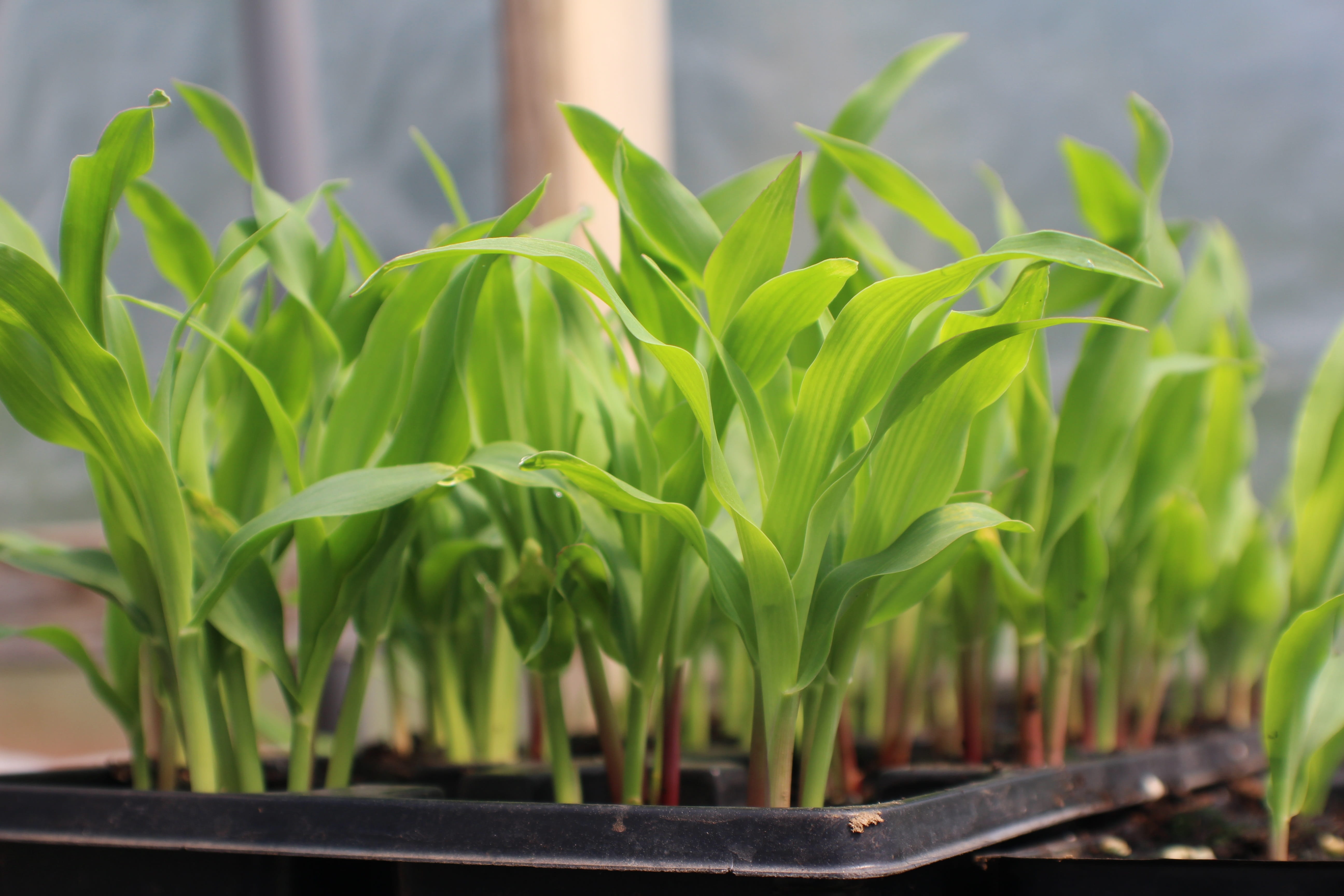 farming, selective focus, food, plant part, plant, outdoors, beginnings, 5K, maize, seedling, potted plant, no people, agriculture, houseplant, tranquility, HD Wallpaper