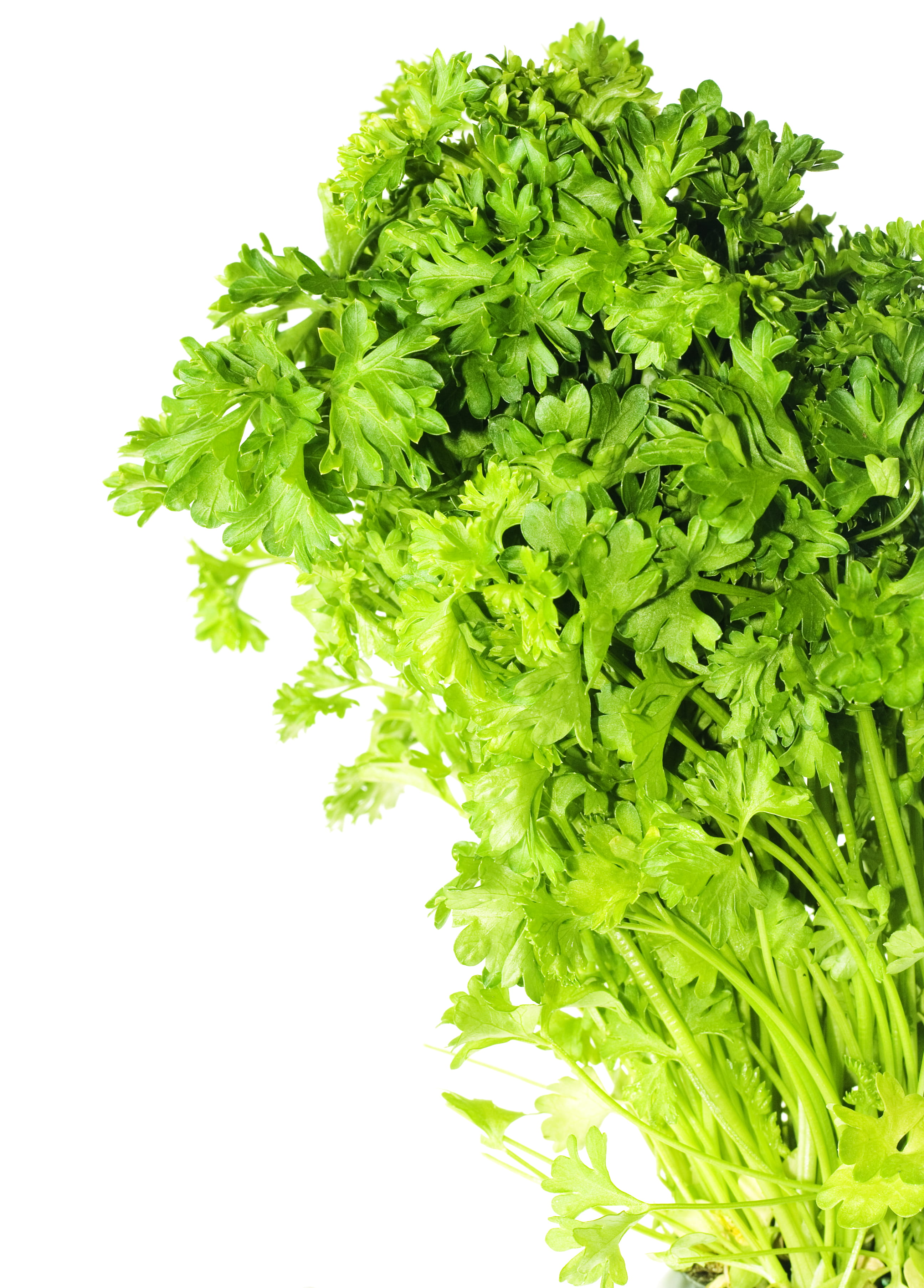 indoors, coriander, floral, flora, freshness, white background, green color, 2K, cut out, studio shot, vegetable, herbal, leaf, herb, botany, growing, Phone HD Wallpaper
