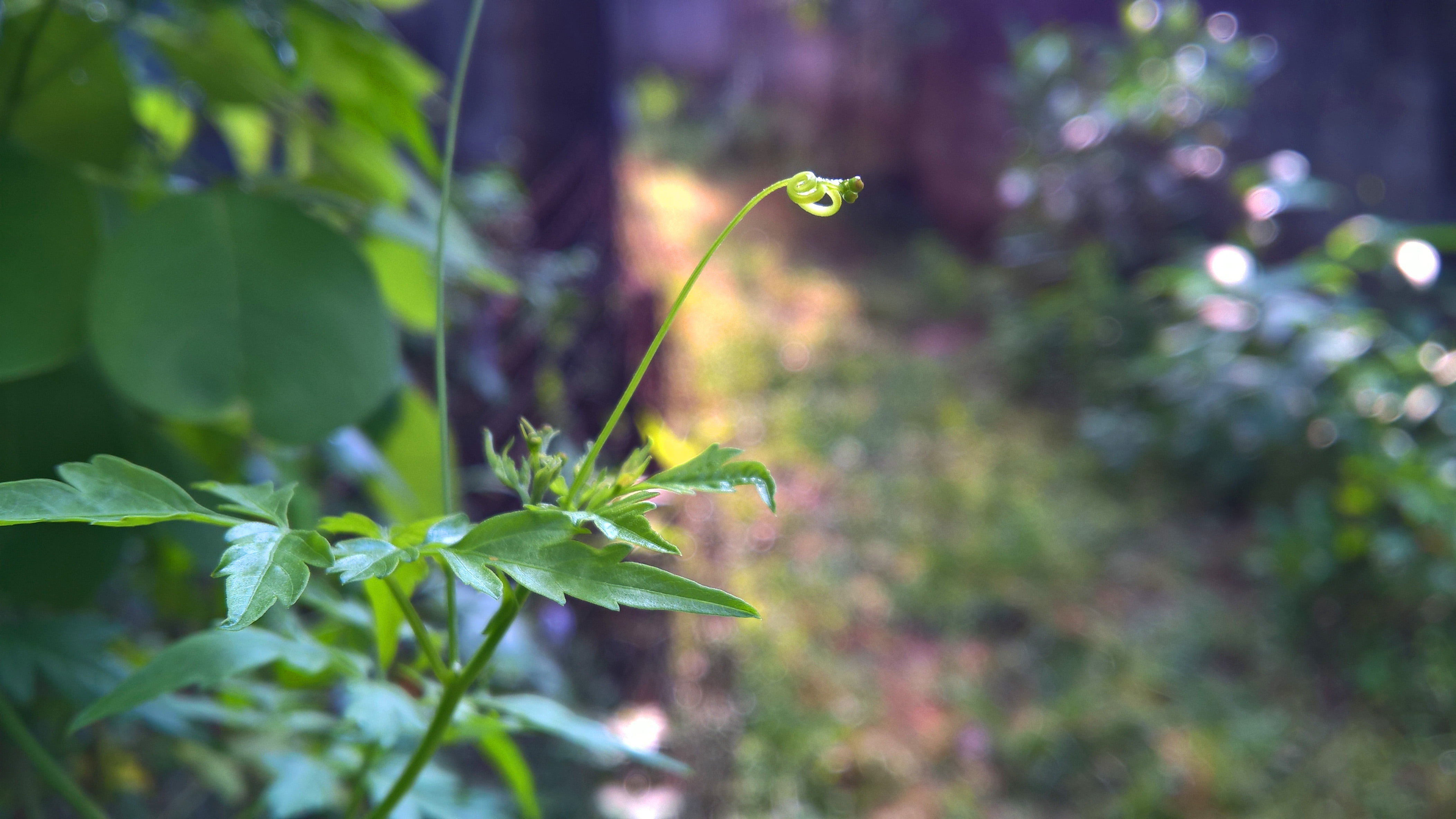 no people, close-up, plant part, focus on foreground, Sri Lanka, 4K, leaf, green color, forest, land, animal, plant, landscape, beauty in nature, nature, HD Wallpaper