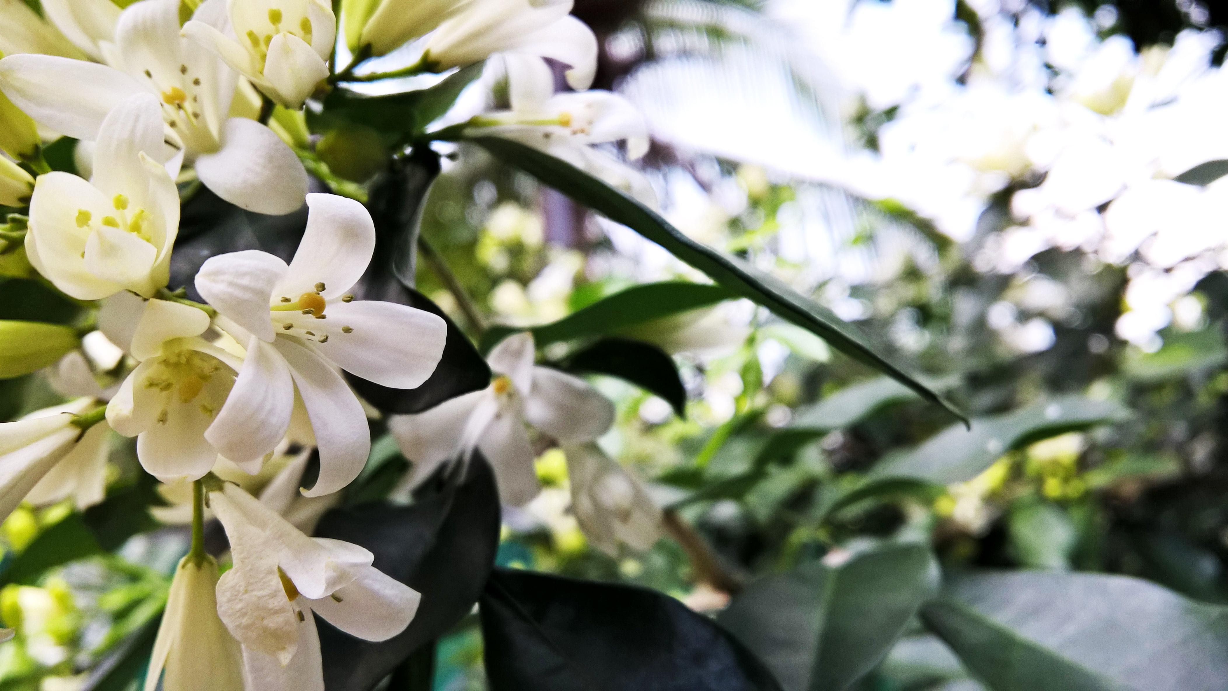 day, tree, Sri Lanka, springtime, landscape, plant, fragility, petal, flowers, nature, branch, pollen, white color, growth, flower head, trees, blossom, HD Wallpaper