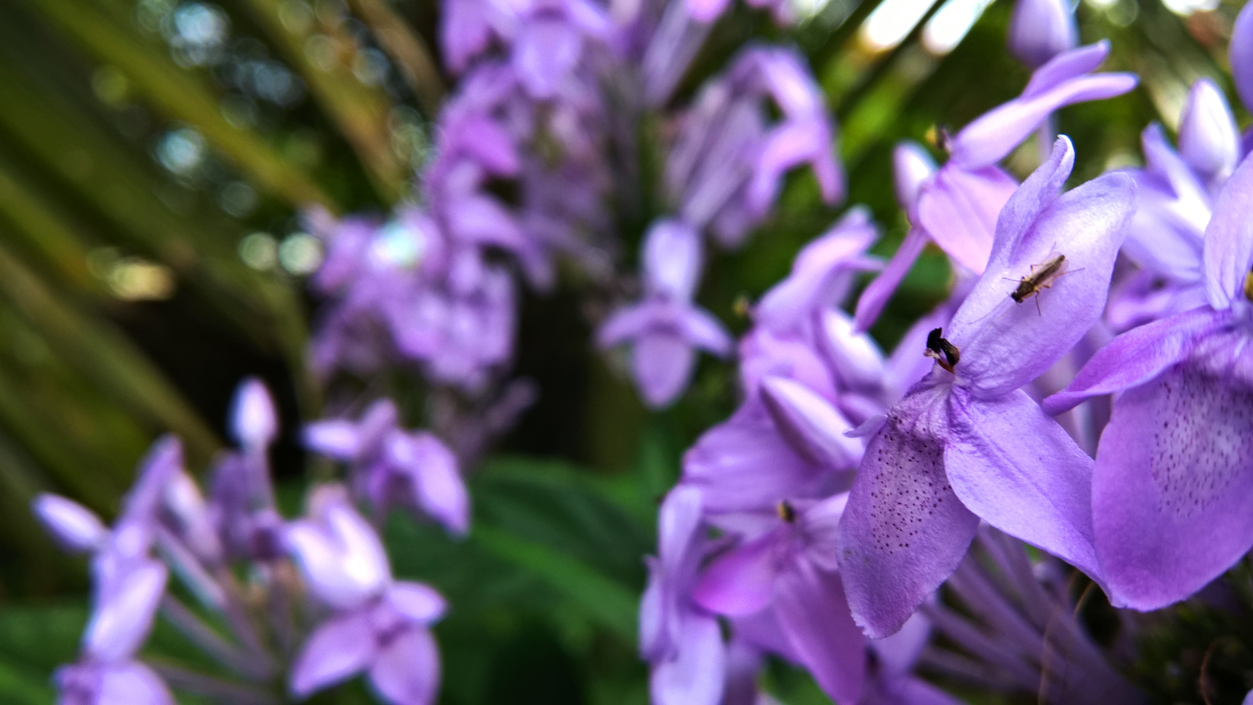 leaves, petal, flowering plant, nature, beauty in nature, insect, animal themes, trees, close-up, vulnerability, one animal, freshness, flower, lavender, HD Wallpaper