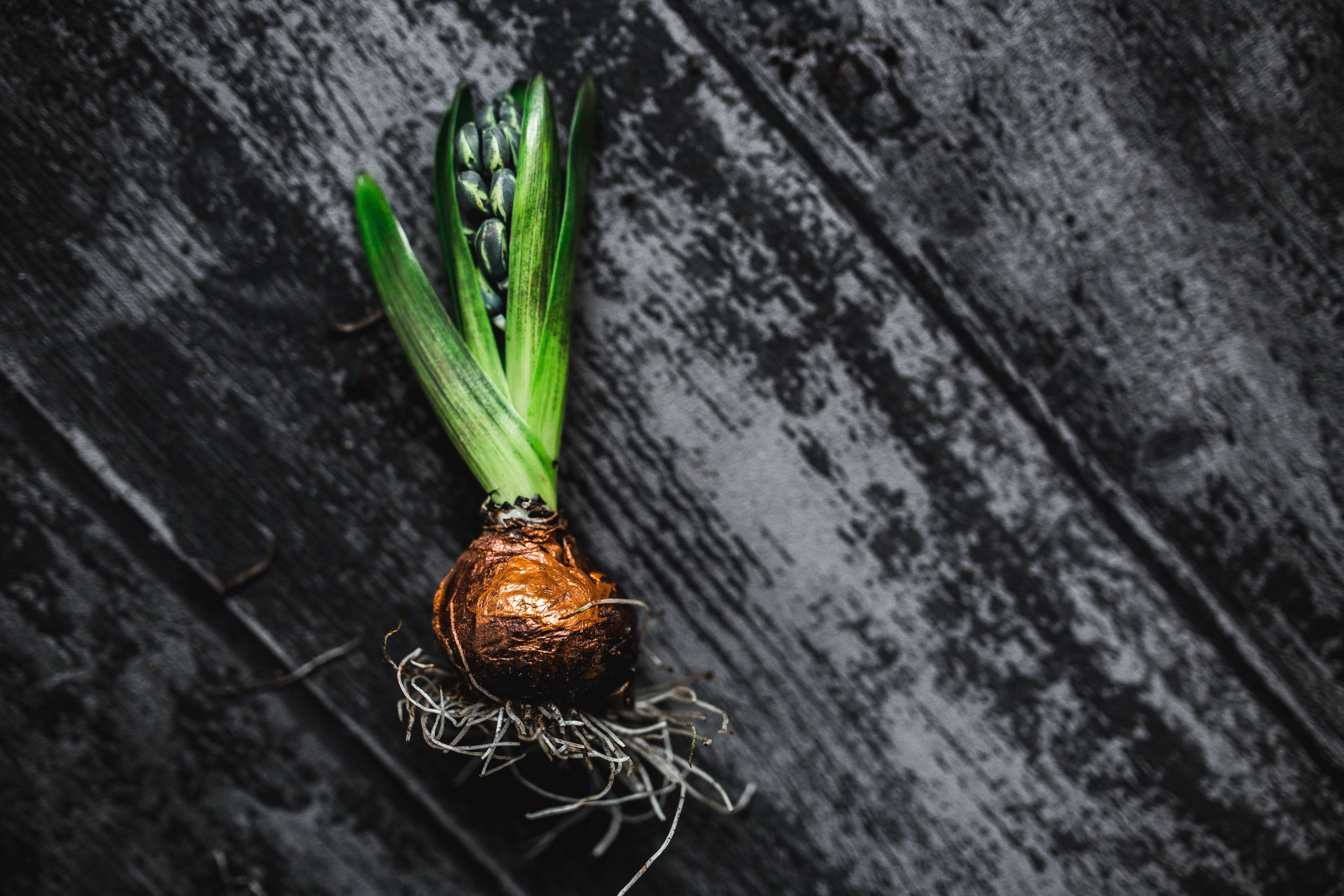 organic, ornament, no people, seedling, 5K, outdoors, plant part, high angle view, green color, adornment, healthy Eating, wall - building feature, food and drink, HD Wallpaper