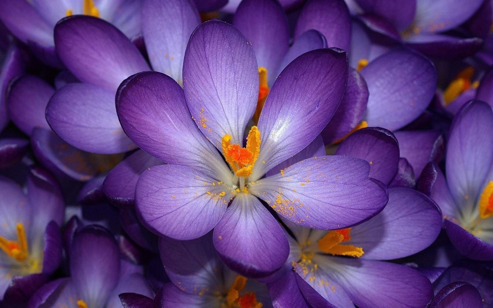 720P, crocus, purple flowers, nature, flowers, HD Wallpaper