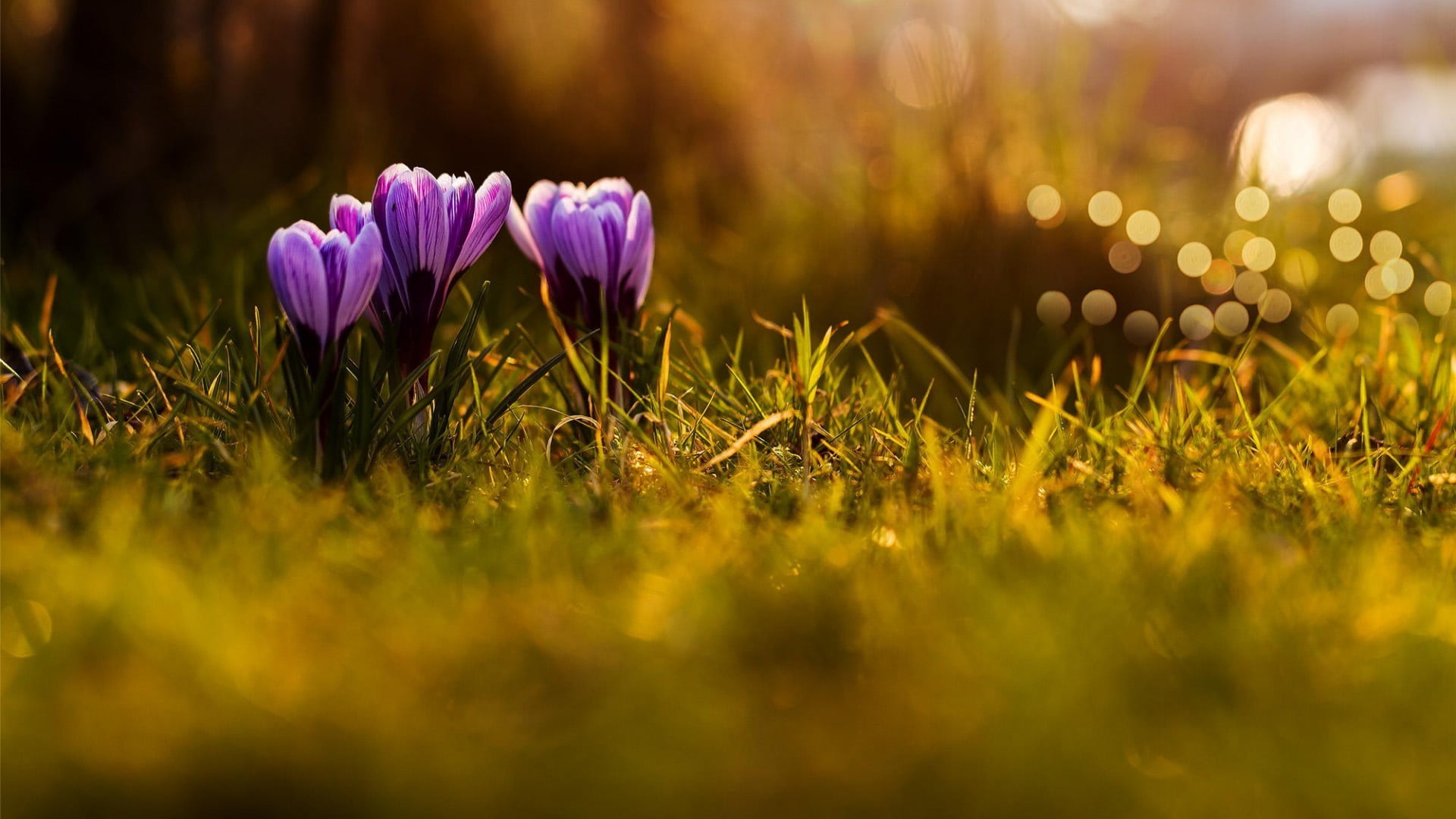 field, 1080P, beauty in nature, vulnerability, outdoors, flowers, flower head, sunlight, red, crocus, land, grass, petaled, flowering plant, petal, plant, HD Wallpaper