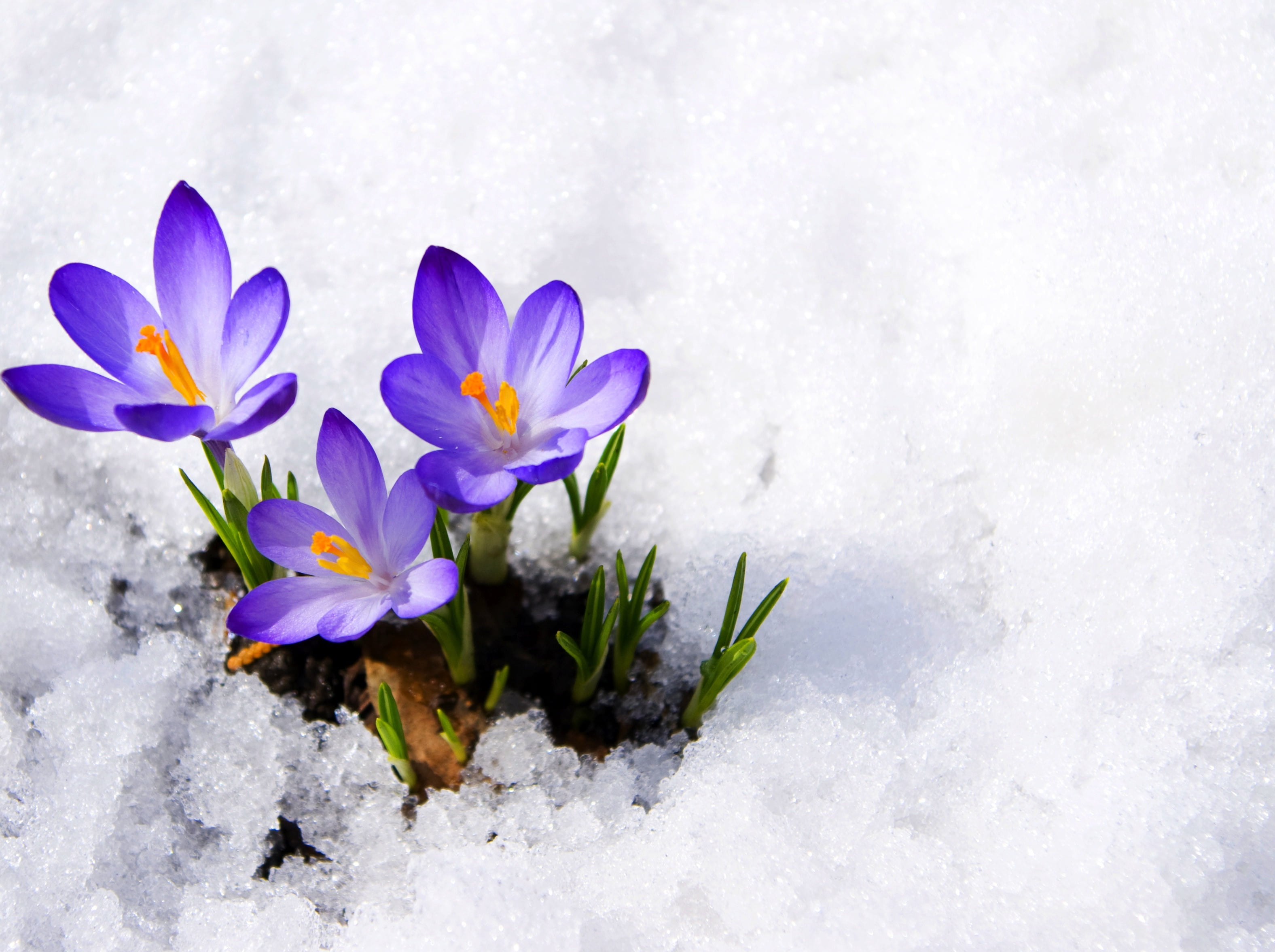 snow, close-up, cold temperature, winter, crocus, fragility, blossom, 2K, season, summer, violet, springtime, outdoors, no People, white, buds, yellow, HD Wallpaper