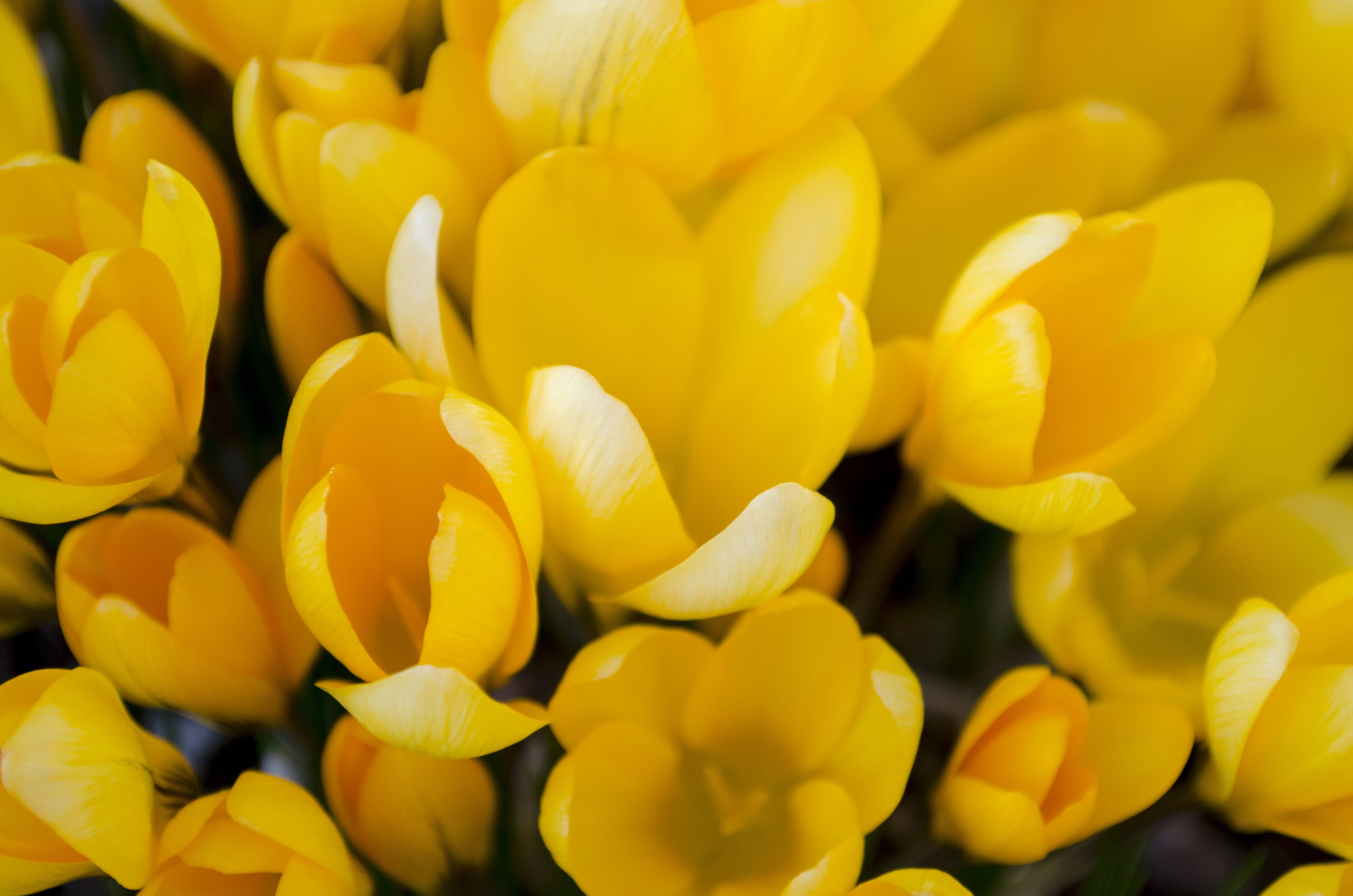inflorescence, plant, flower head, backgrounds, growth, crocus, flowering plant, yellow flowers, beauty in nature, full frame, petal, photography, fragility, HD Wallpaper