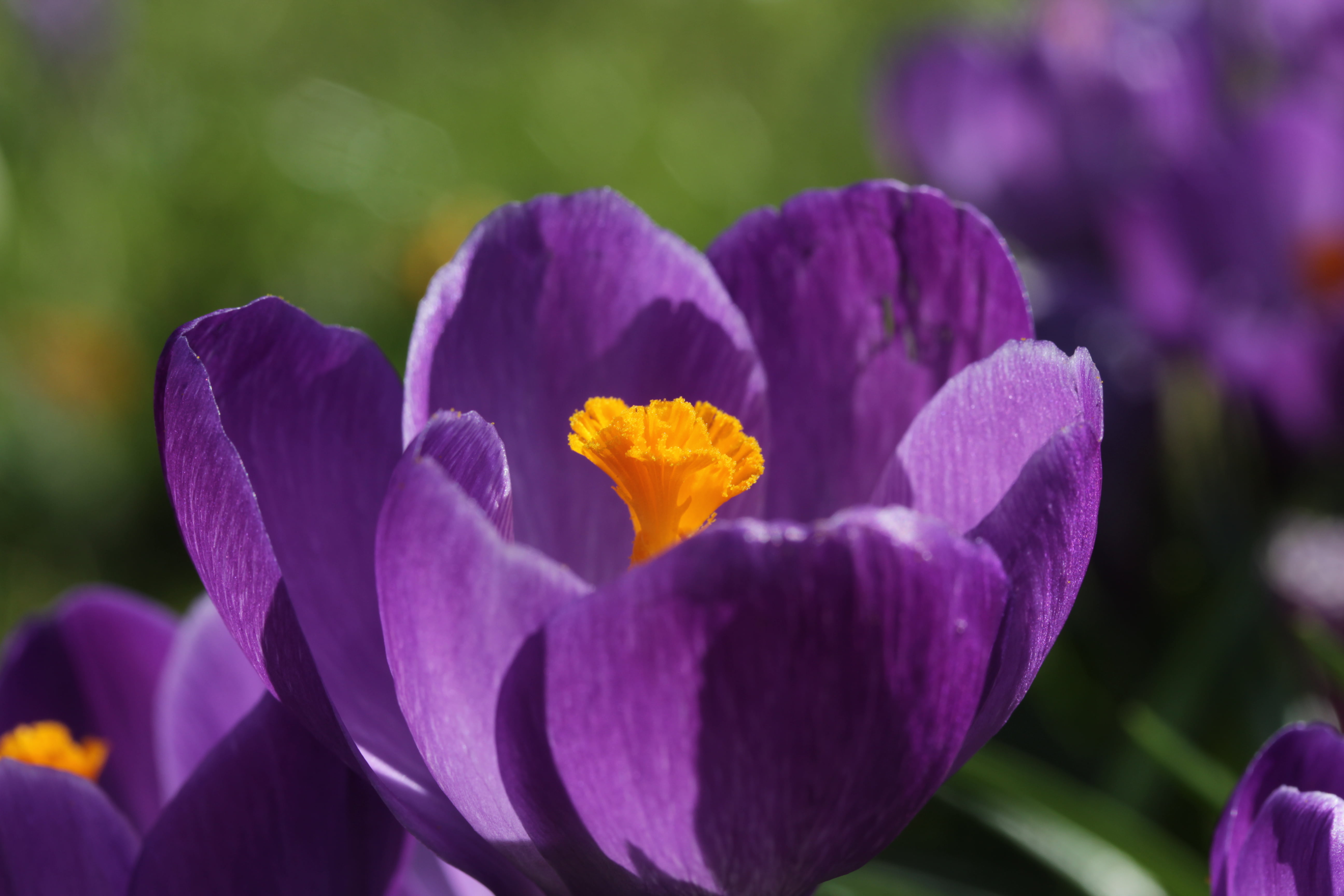 flower, Crocus, photo, closed, petaled, up, purple, Krokus, Gladbeck, 5K, HD Wallpaper