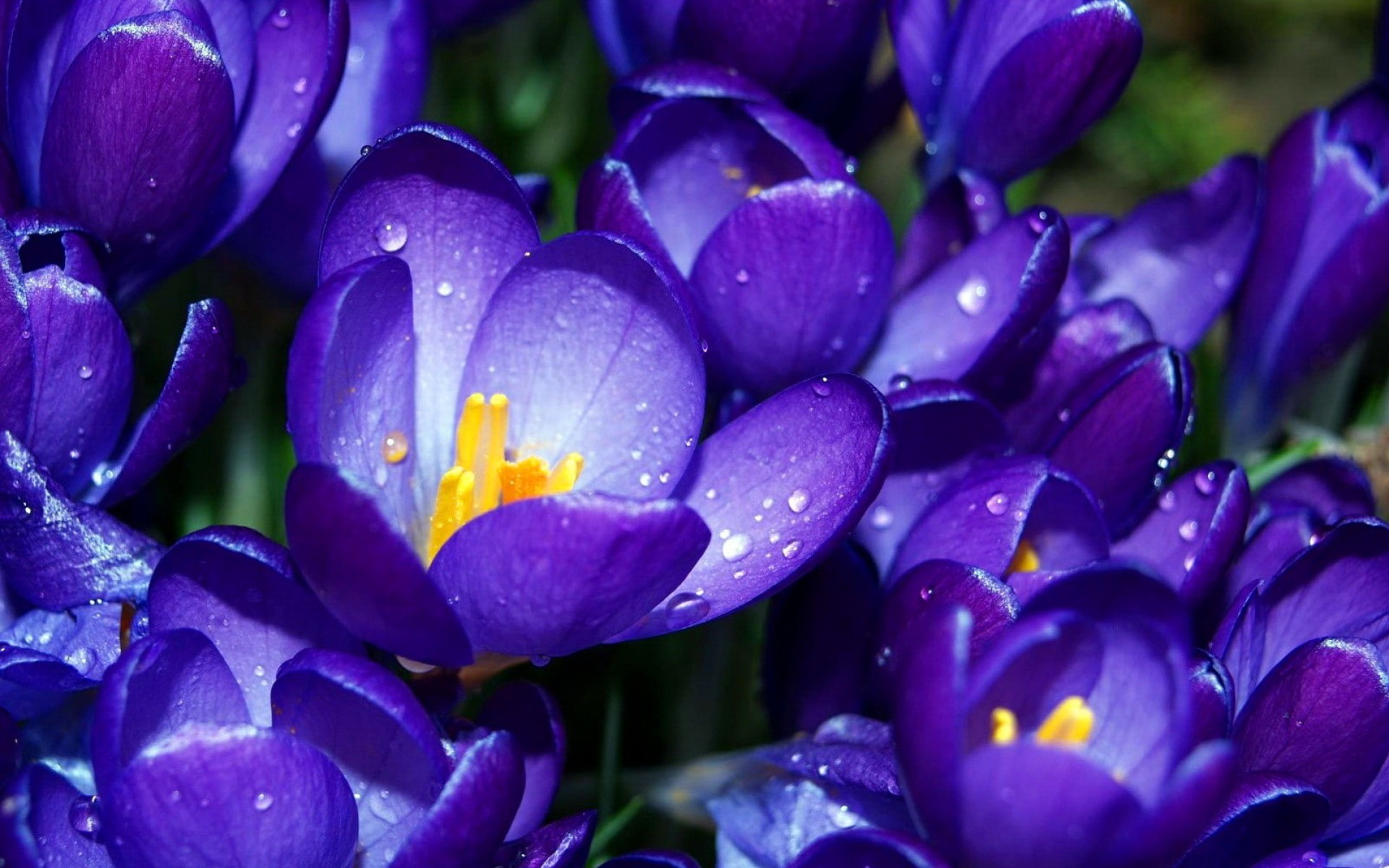 nature, crocus, 1080P, dew, purple flowers, flowers, HD Wallpaper
