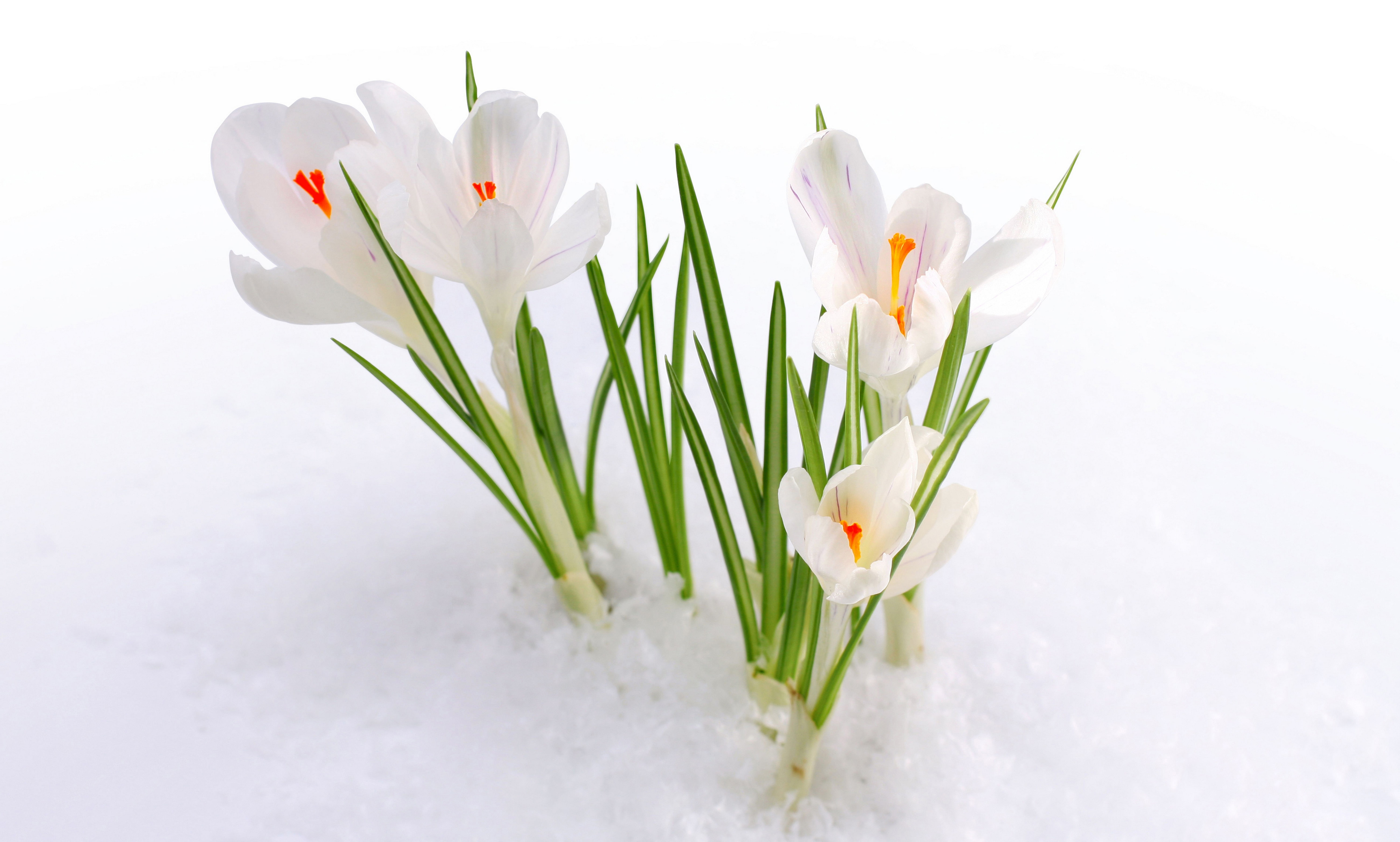 4K, Crocus flowers, 5K, Snow, HD Wallpaper
