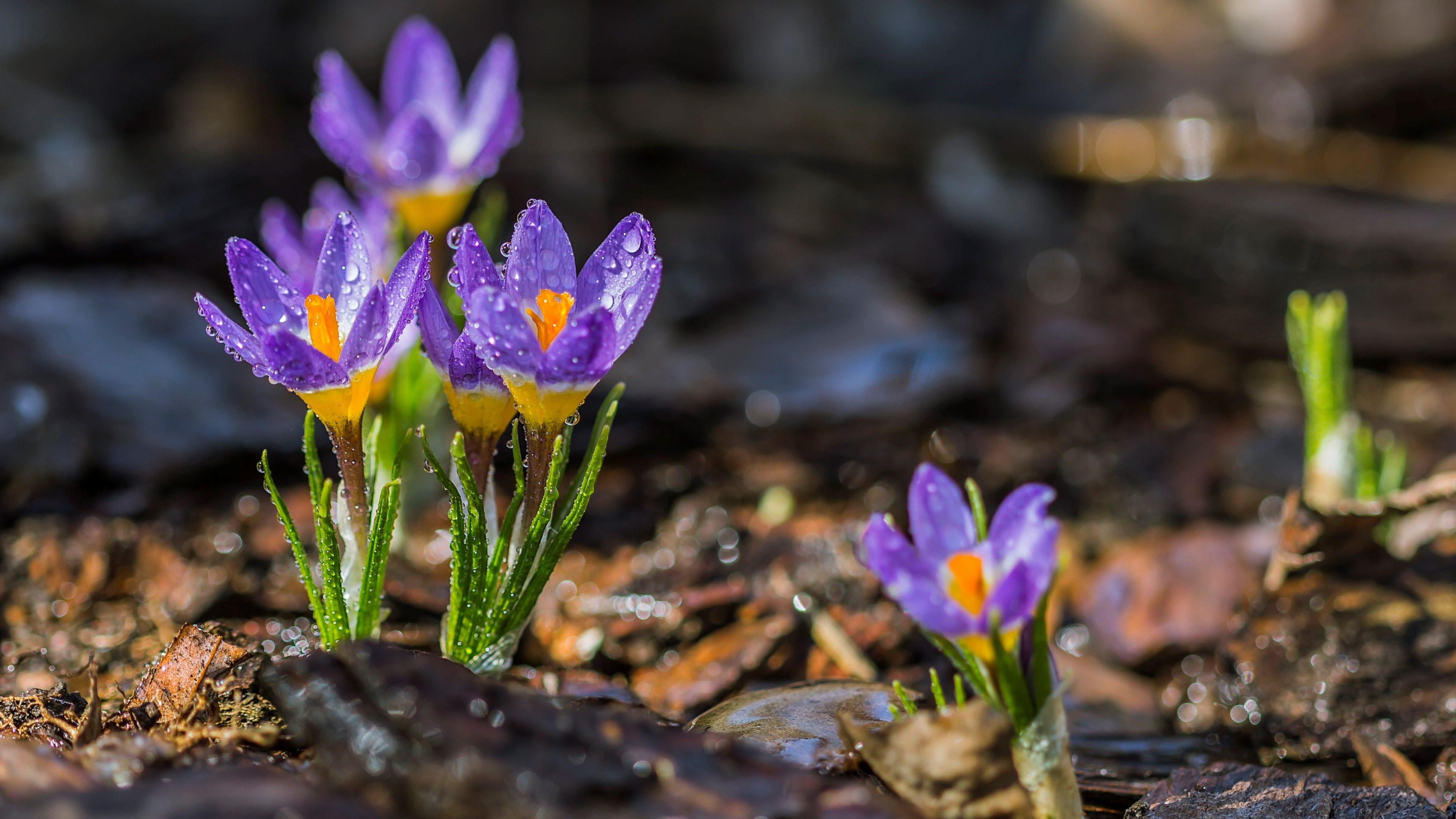 4K, crocus, purple, flowers, bloom, blossom, spring, fresh, HD Wallpaper