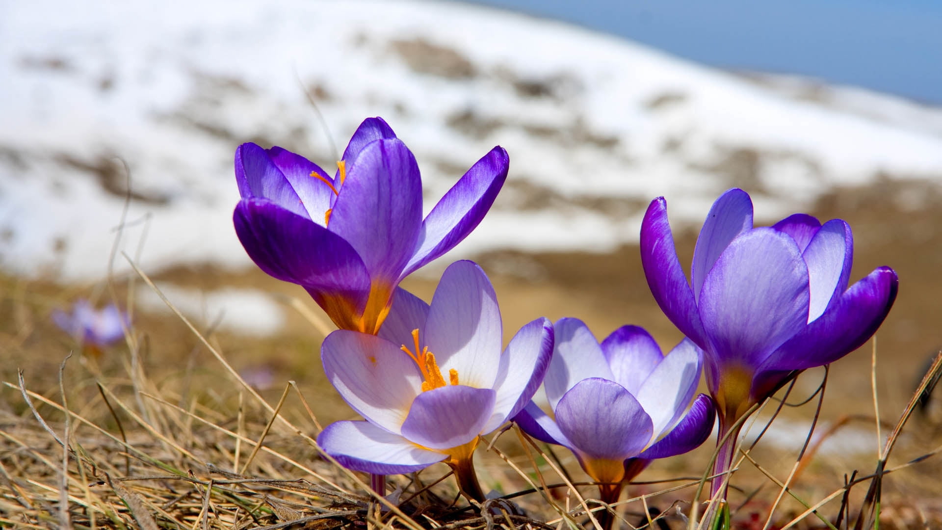 single Flower, snowdrops, outdoors, tranquil Scene, growth, selective focus, plant, crocus, blue, no People, purple, season, vulnerability, sky, freshness, HD Wallpaper