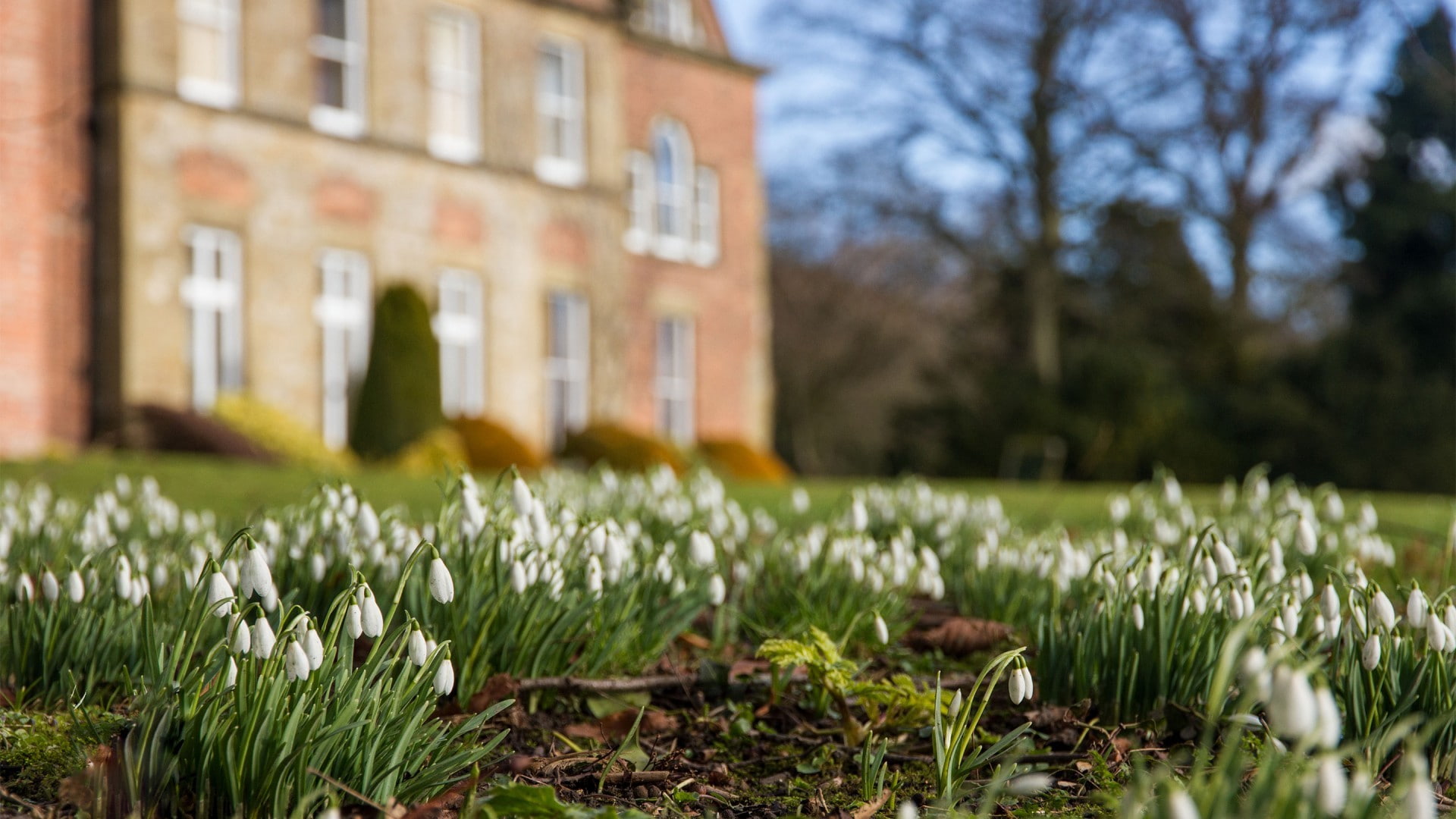 snowdrops, 1080P, white flowers, blurred, nature, flowers, UK, HD Wallpaper