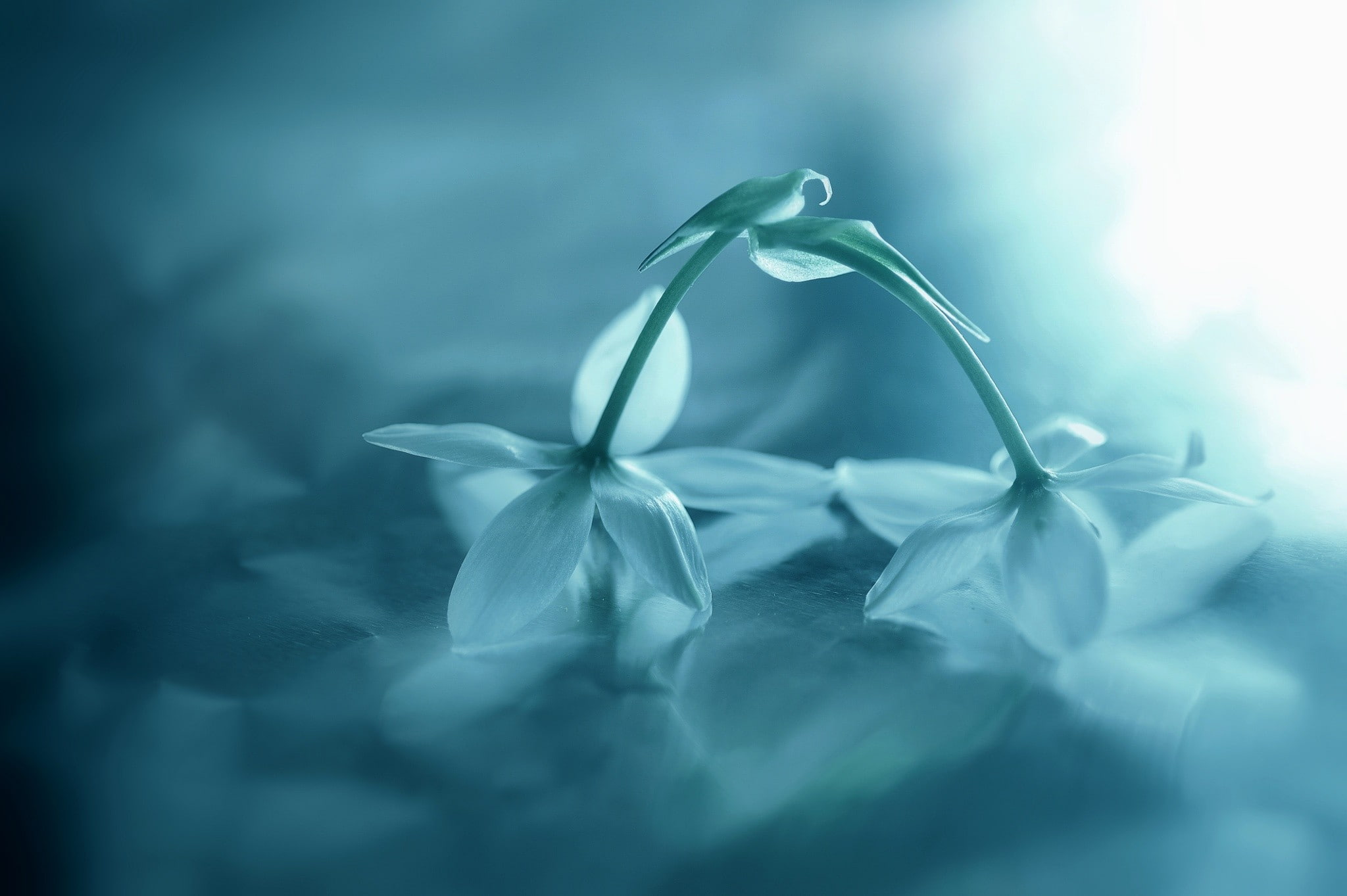 flowers, white flowers, 1080P, snowdrops, plants, HD Wallpaper