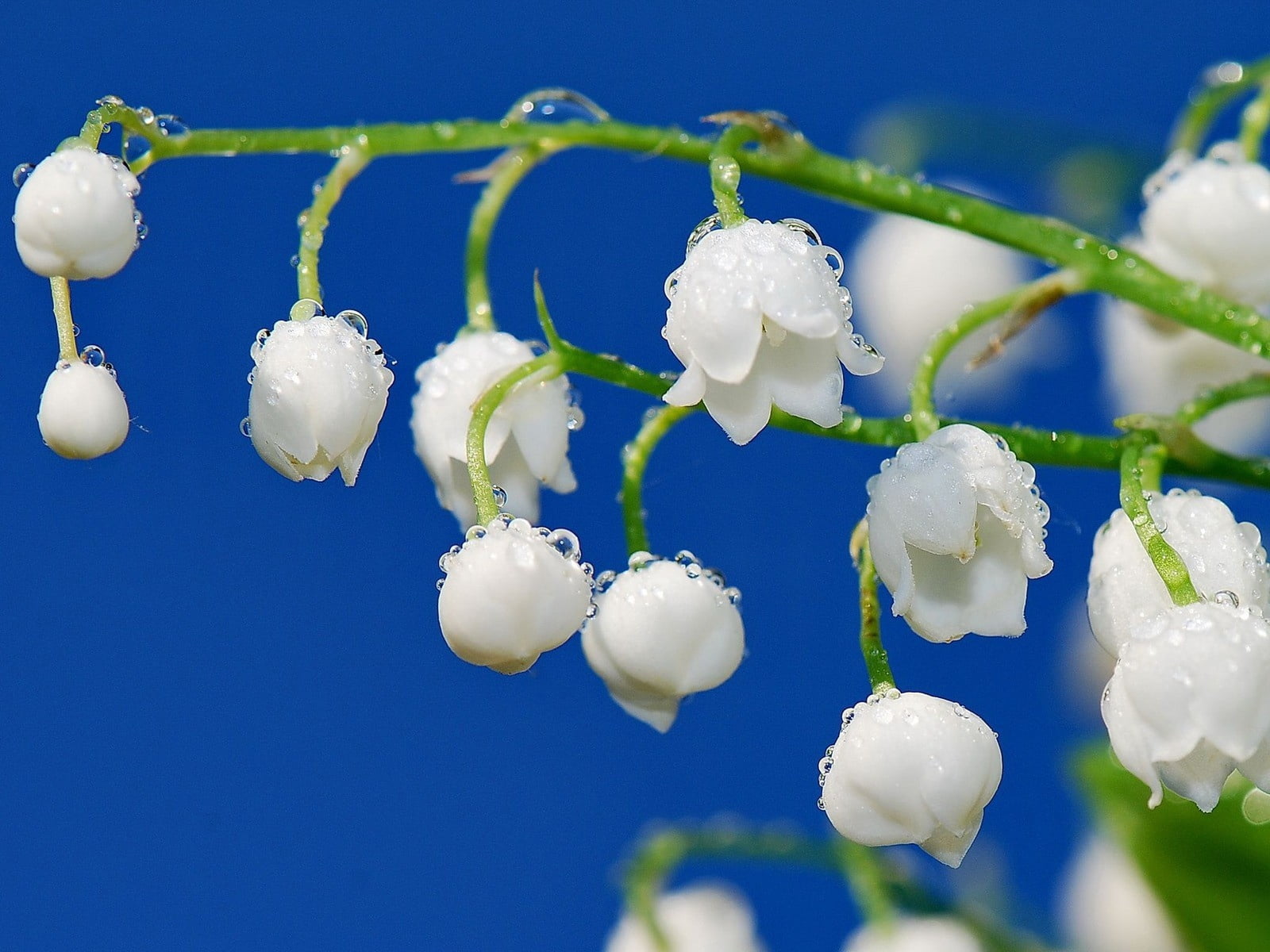 720P, lilies of the valley, nature, decoration, freshness, celebration, clear sky, white color, branch, backgrounds, dew, plant, inflorescence, flowers, HD Wallpaper