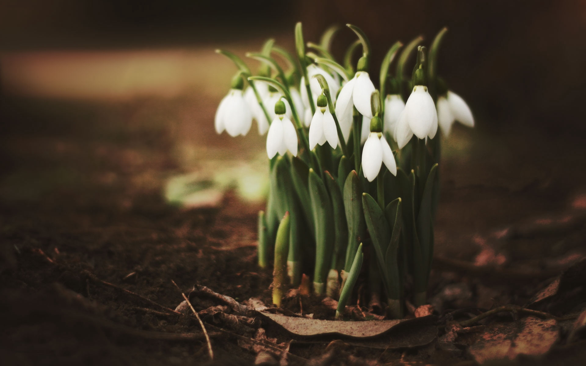 1080P, leaves, grass, snowdrops, flowers, HD Wallpaper