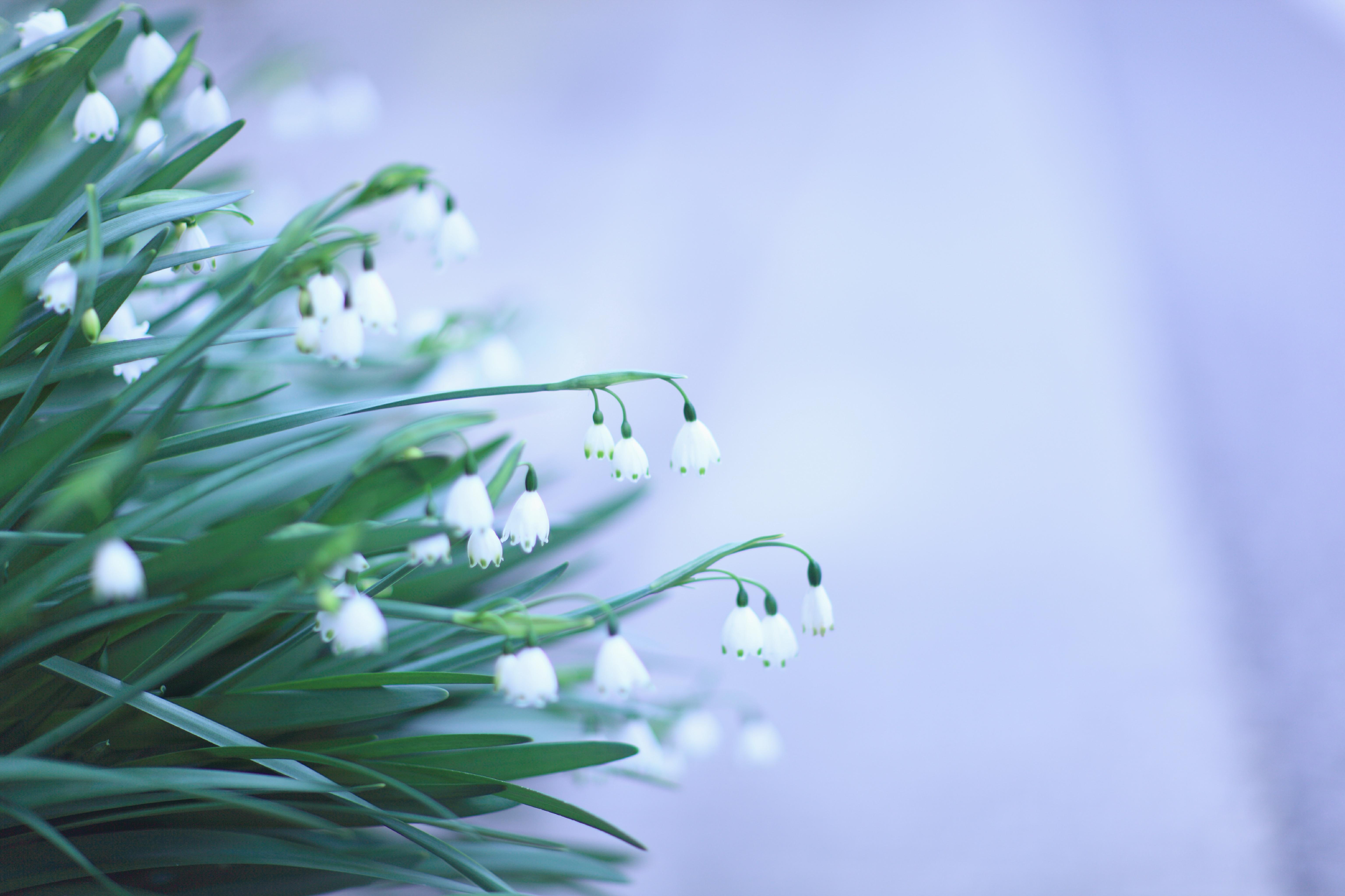 white, flower, summer, snowdrops, flowers, snowflake, 5K, HD Wallpaper