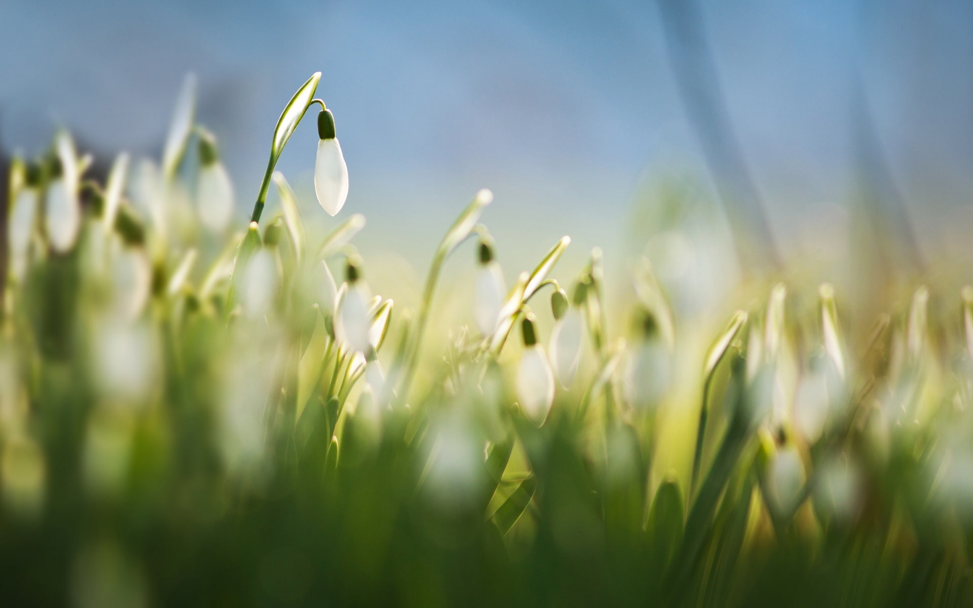 White, Grass, Flowers, Snowdrops, Macro, Blur, 1080P, Spring, HD Wallpaper