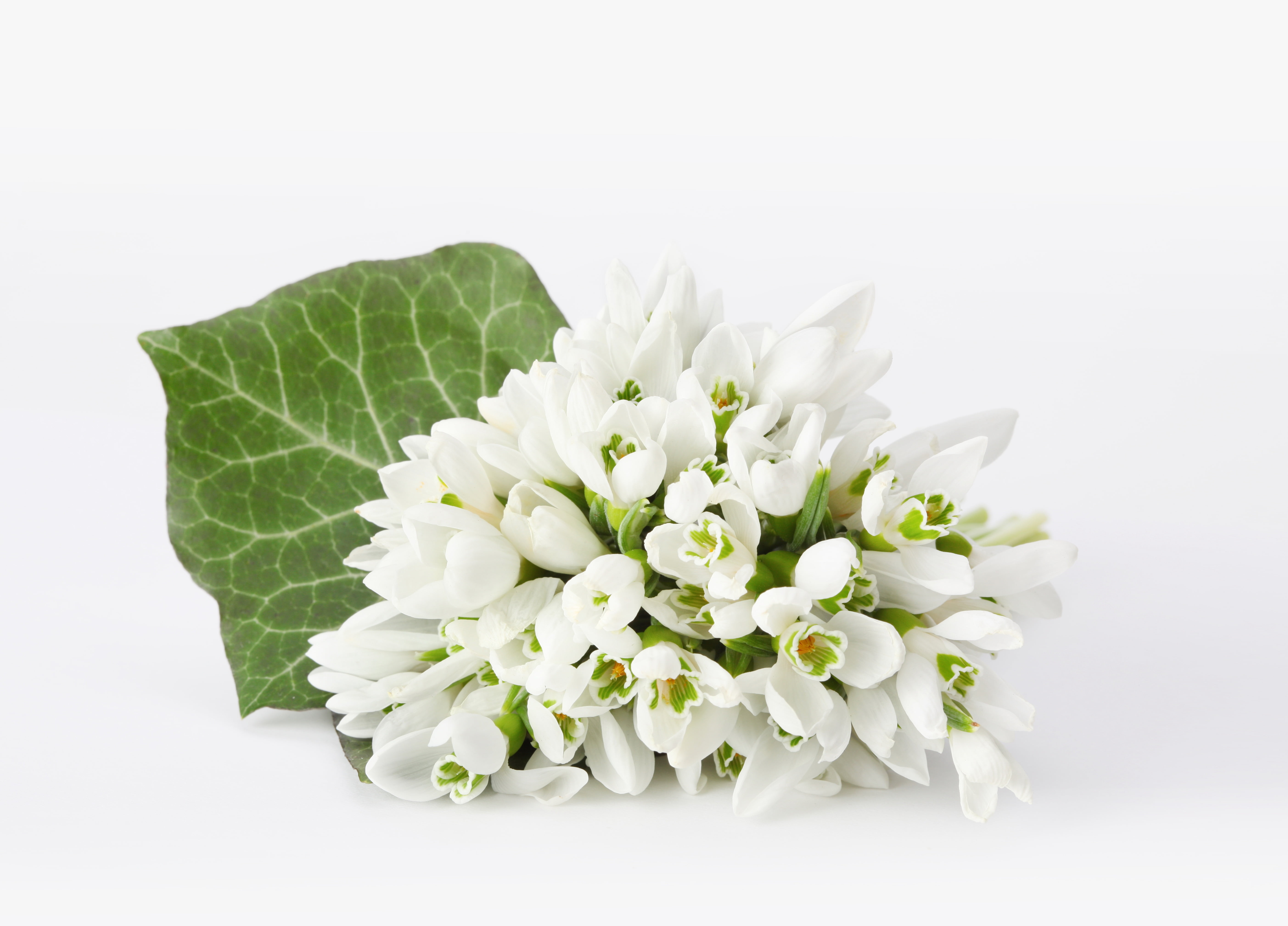 snowdrops, pink Color, white color, cut out, bouquet, studio shot, blossom, plant, season, love, flower arrangement, freshness, single Flower, beauty In Nature, HD Wallpaper