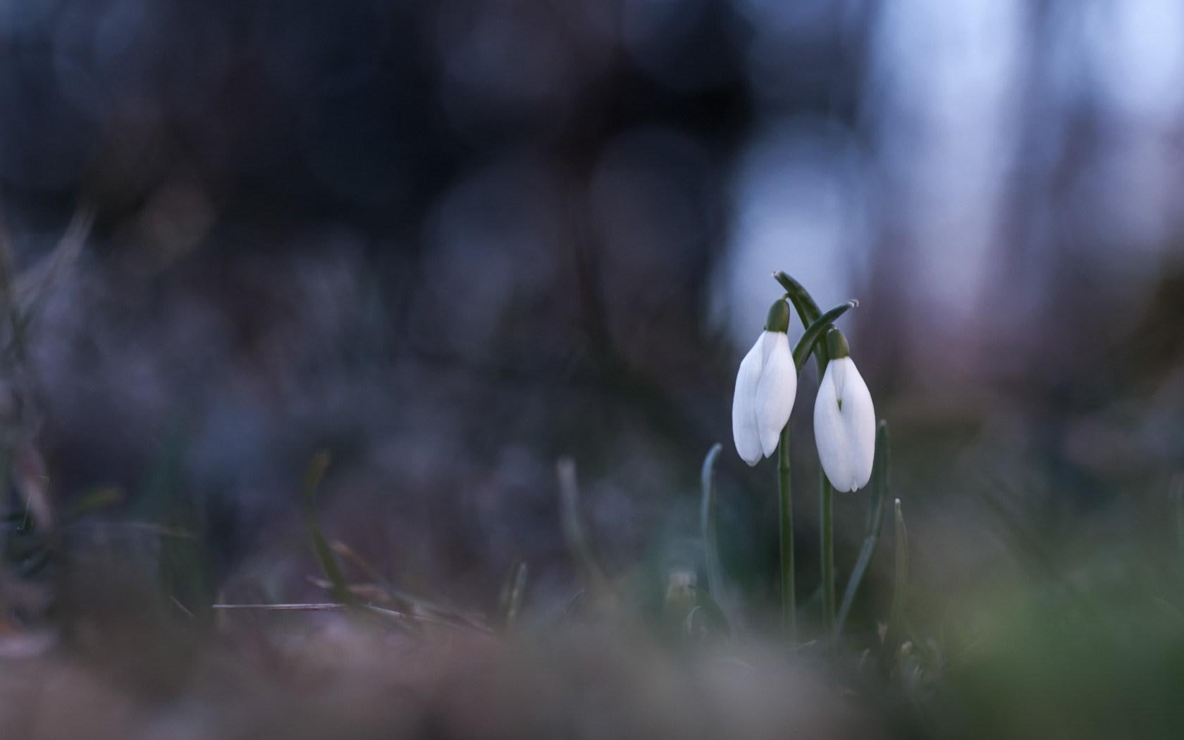 bokeh, flowers, white, 720P, snowdrops, HD Wallpaper