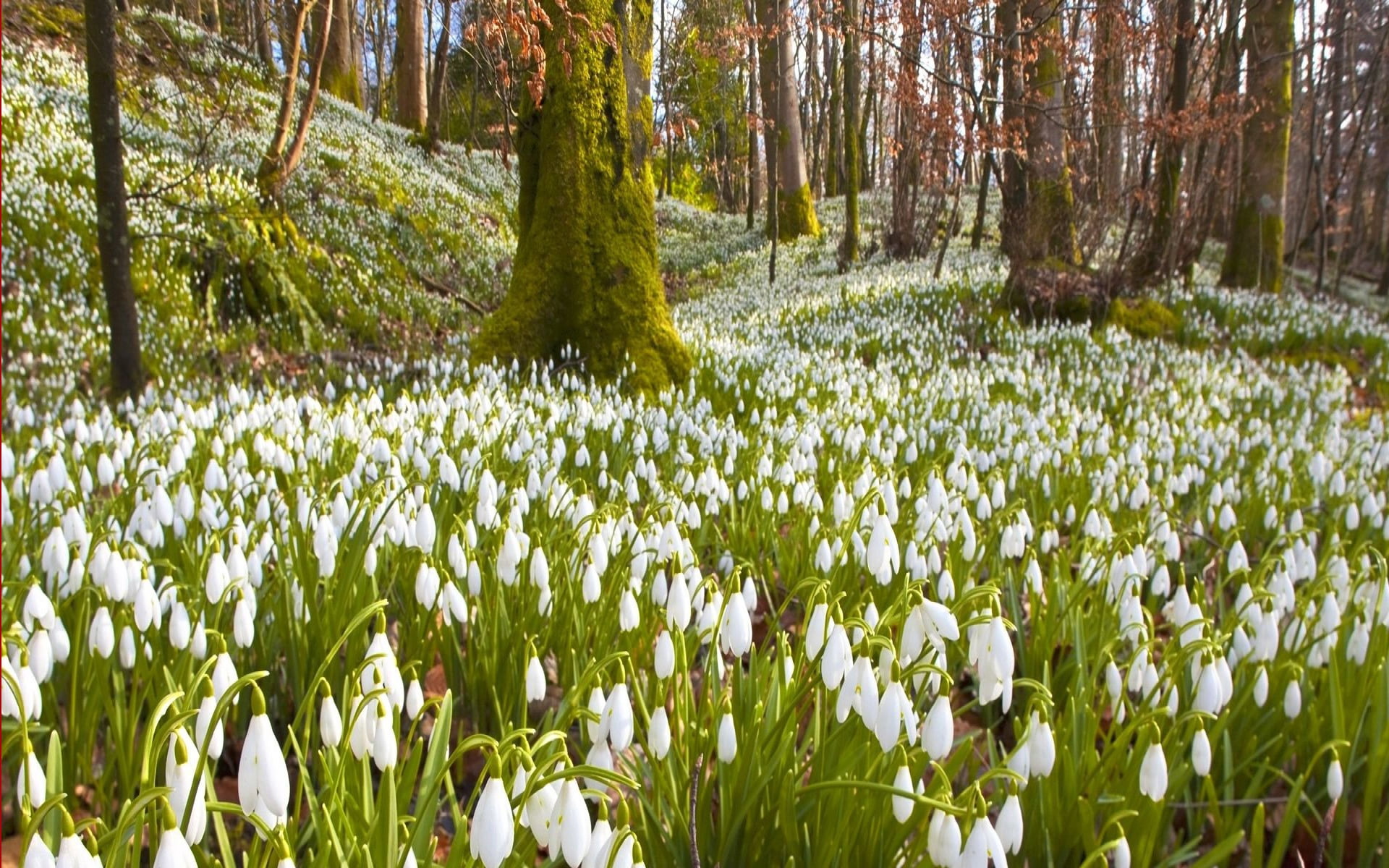 freshness, trees, beauty In Nature, springtime, tranquility, scenics, autumn, white, summer, fragility, park - Man Made Space, tulips, grass, tranquil Scene, HD Wallpaper