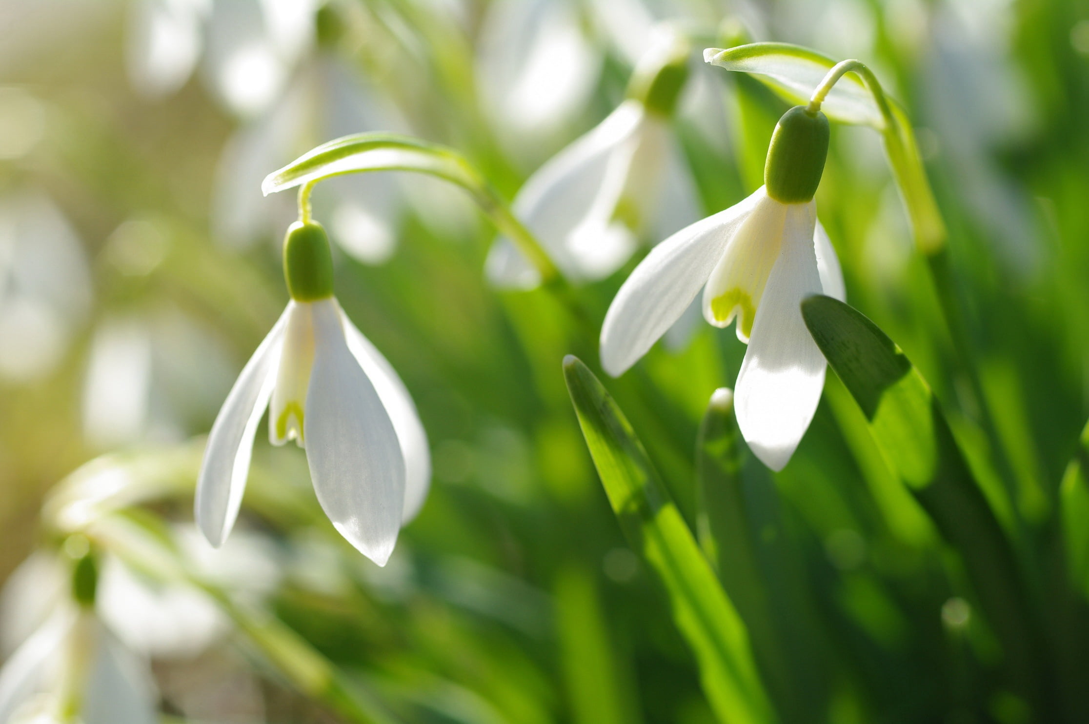 beauty in nature, day, plant, flowers, flower head, inflorescence, 1080P, yellow, macro, green color, snowdrops, petal, close-up, selective focus, vulnerability, HD Wallpaper