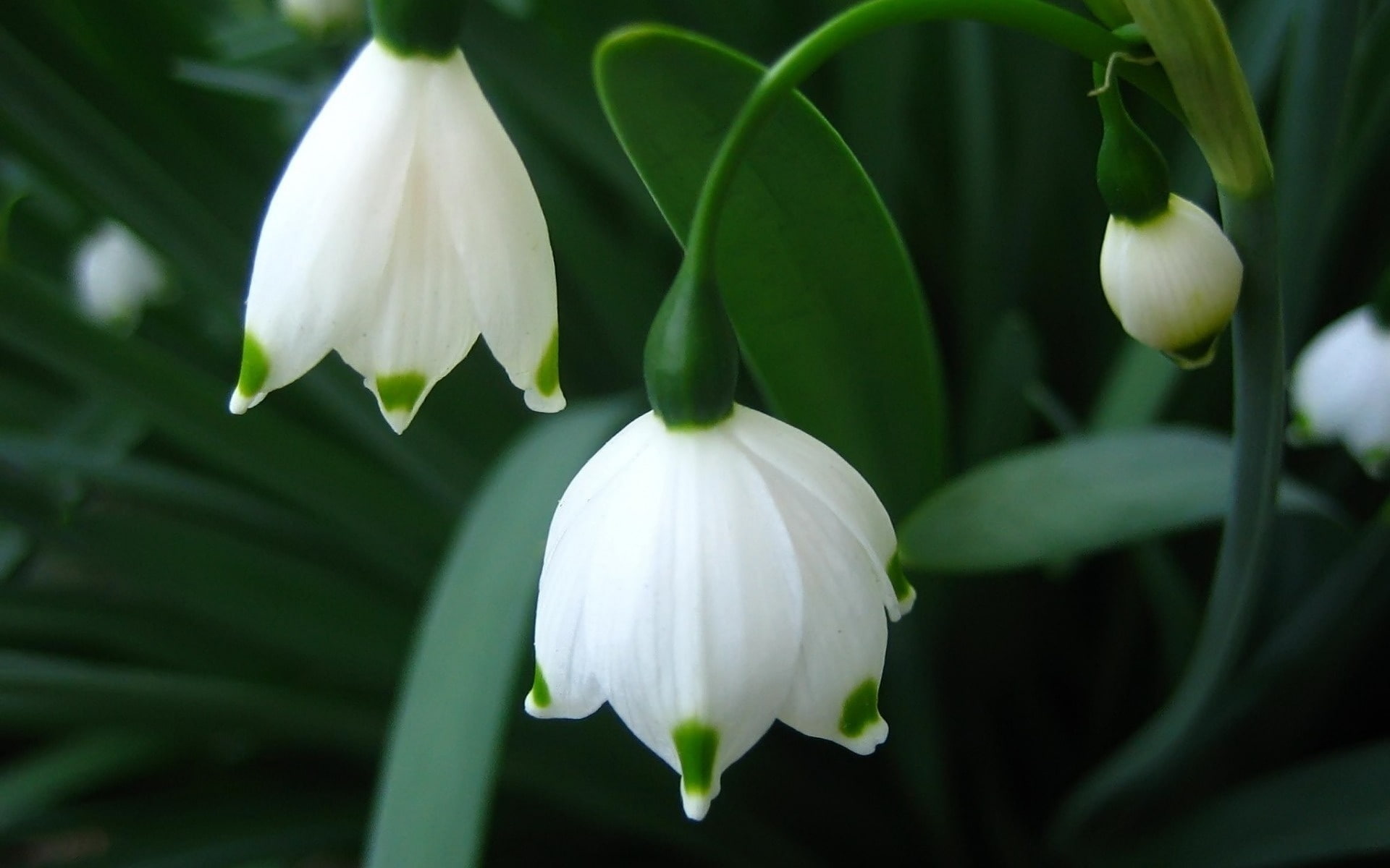 white, Snowdrops, flowers, petal, 1080P, Flower, Spring, HD Wallpaper