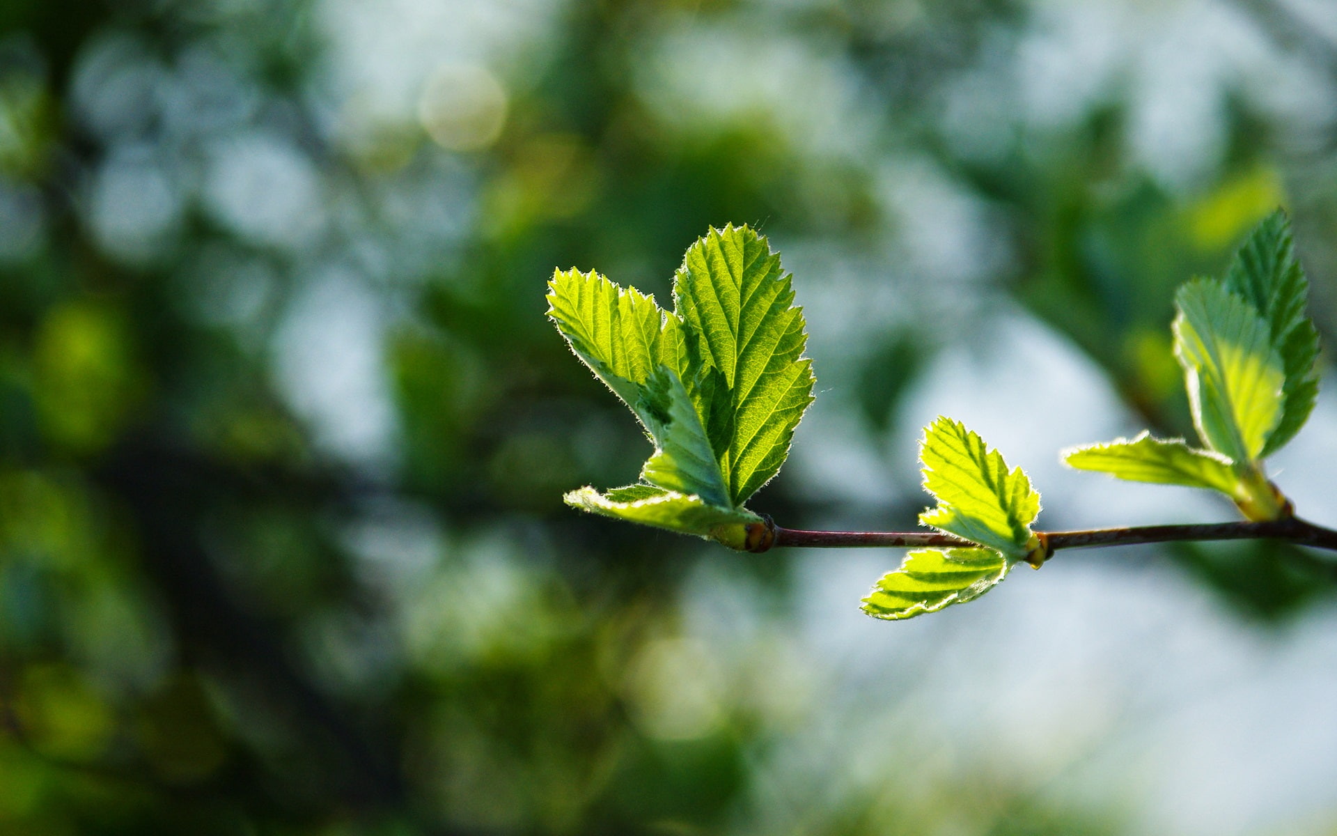 Green, ovate, outdoor, plant, Spring, 1080P, Glare, Leaves, Branch, leaf, Buds, HD Wallpaper