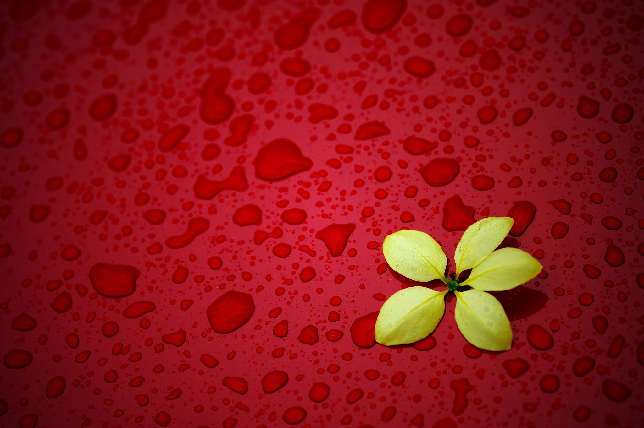 freshness, plant, nature, digital, summer, liquid, red, ovate, floating on water, drink, leaf, dew, drops, flower, drop, yellow, red background, vulnerability, HD Wallpaper