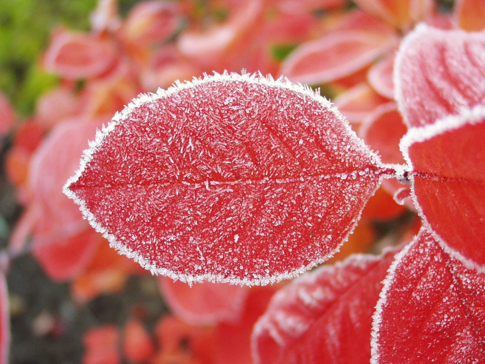 drop, no People, sheet, macro, selective focus, outdoors, 720P, leaf, backgrounds, red, fruit, freshness, plant, hoarfrost, cold temperature, nature, beauty In Nature, HD Wallpaper