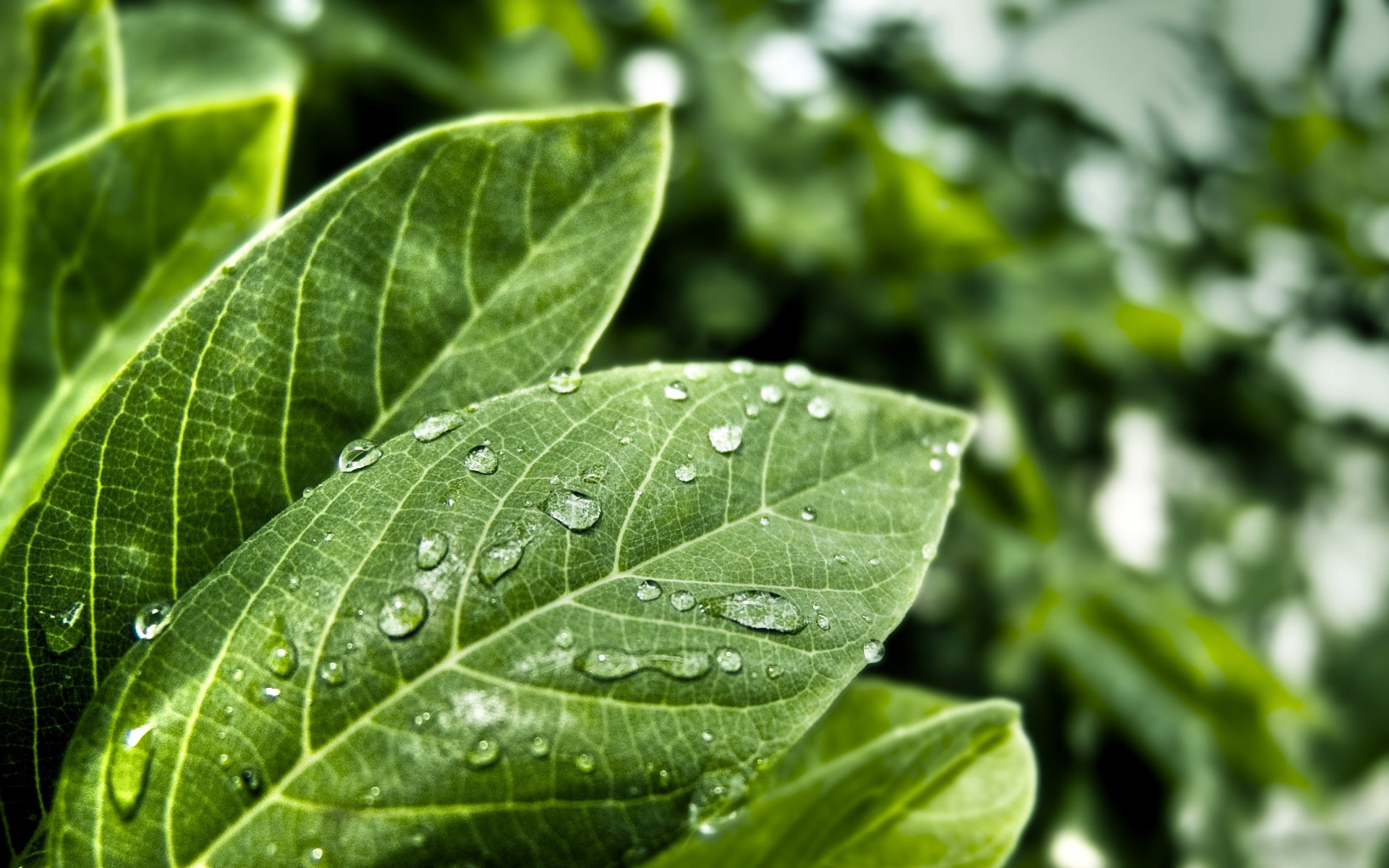 1080P, plant, nature, leaves, water, leaf, freshness, ovate, green, HD Wallpaper