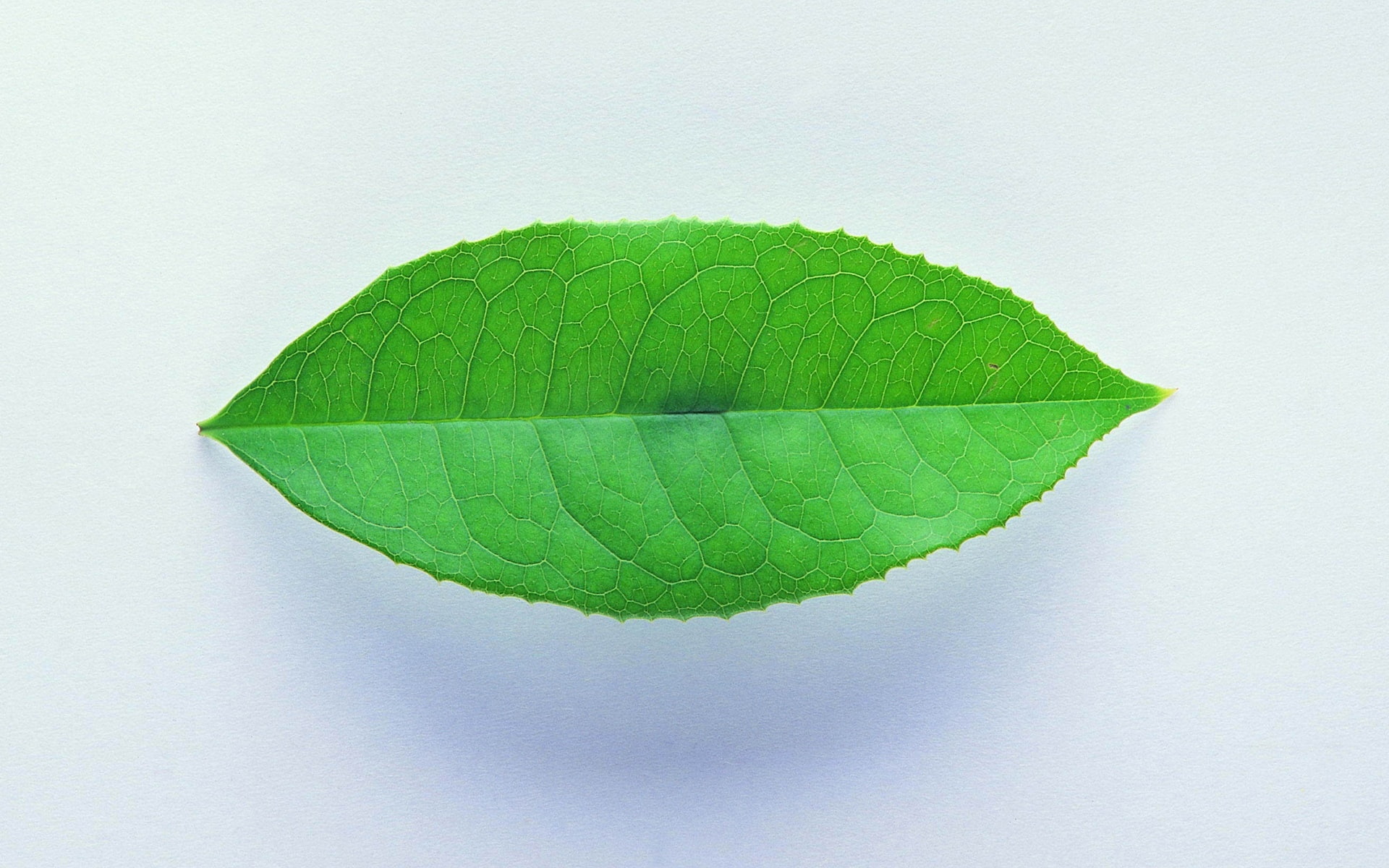 close, ovate, Leaf, 1080P, Shadows, Green, HD Wallpaper