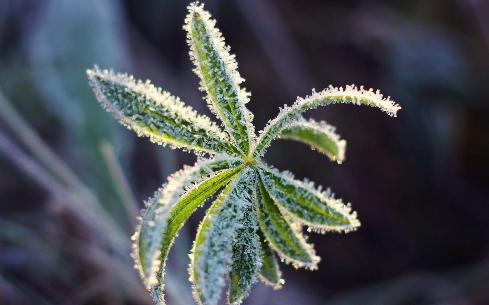 growth, green color, food, nature, cold, close-up, crystals, plant part, leafed, 720P, no people, ovate, leaf, beauty in nature, food and drink, sheet, HD Wallpaper