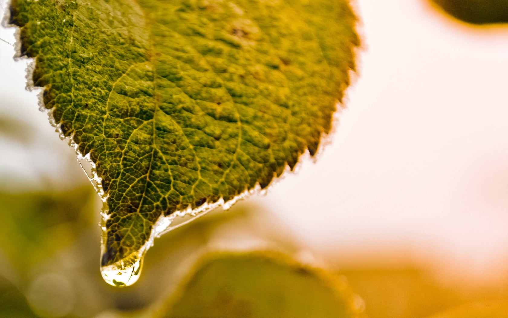 outdoors, plant, close-up, macro, environment, extreme close-up, green color, sunlight, nature, focus on foreground, tree, one animal, growth, carved, ice, HD Wallpaper