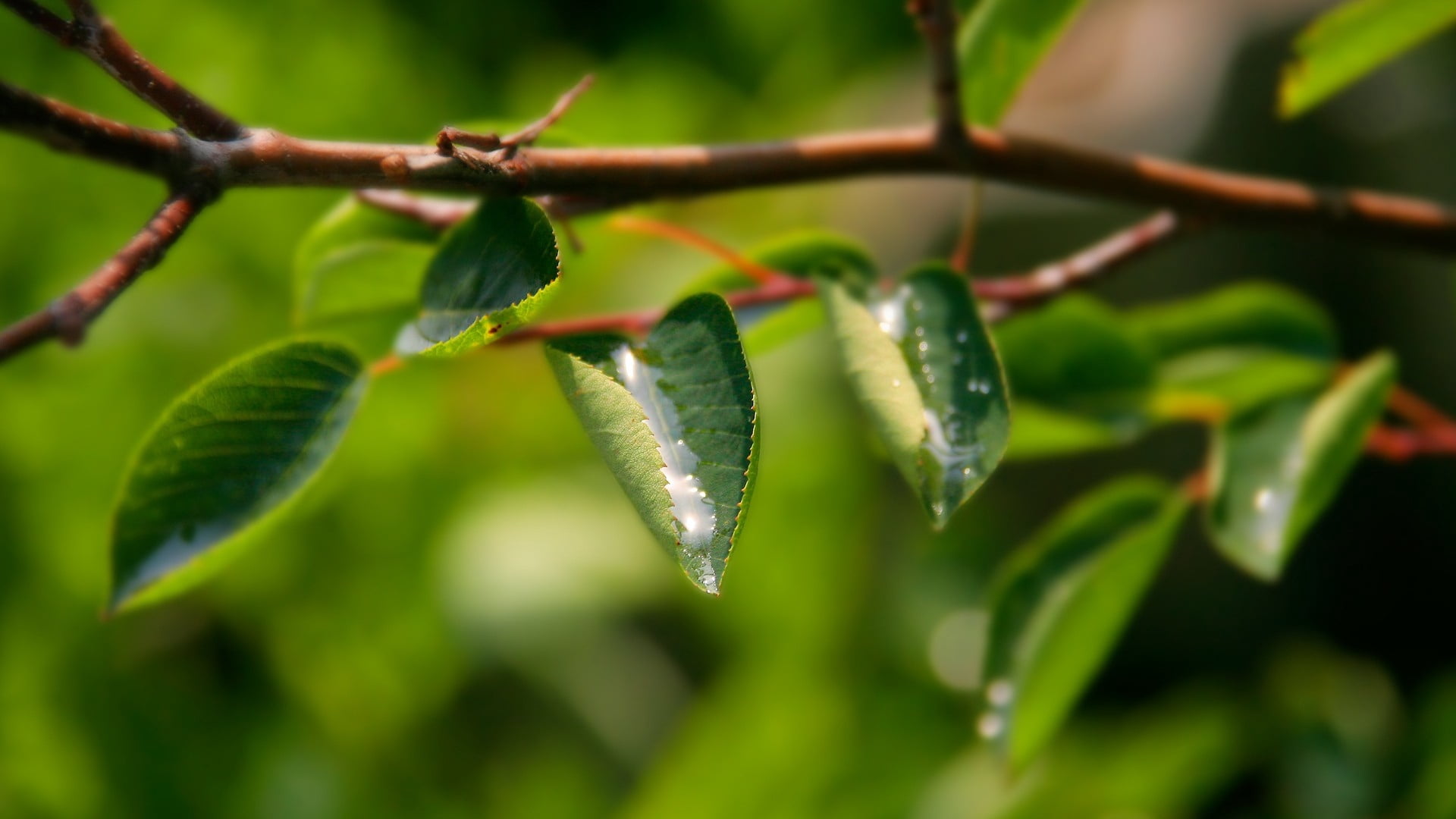 ovate, food and drink, no people, growth, tree, leaf, food, day, green color, healthy eating, plant, 1080P, branch, freshness, focus on foreground, plant stem, HD Wallpaper