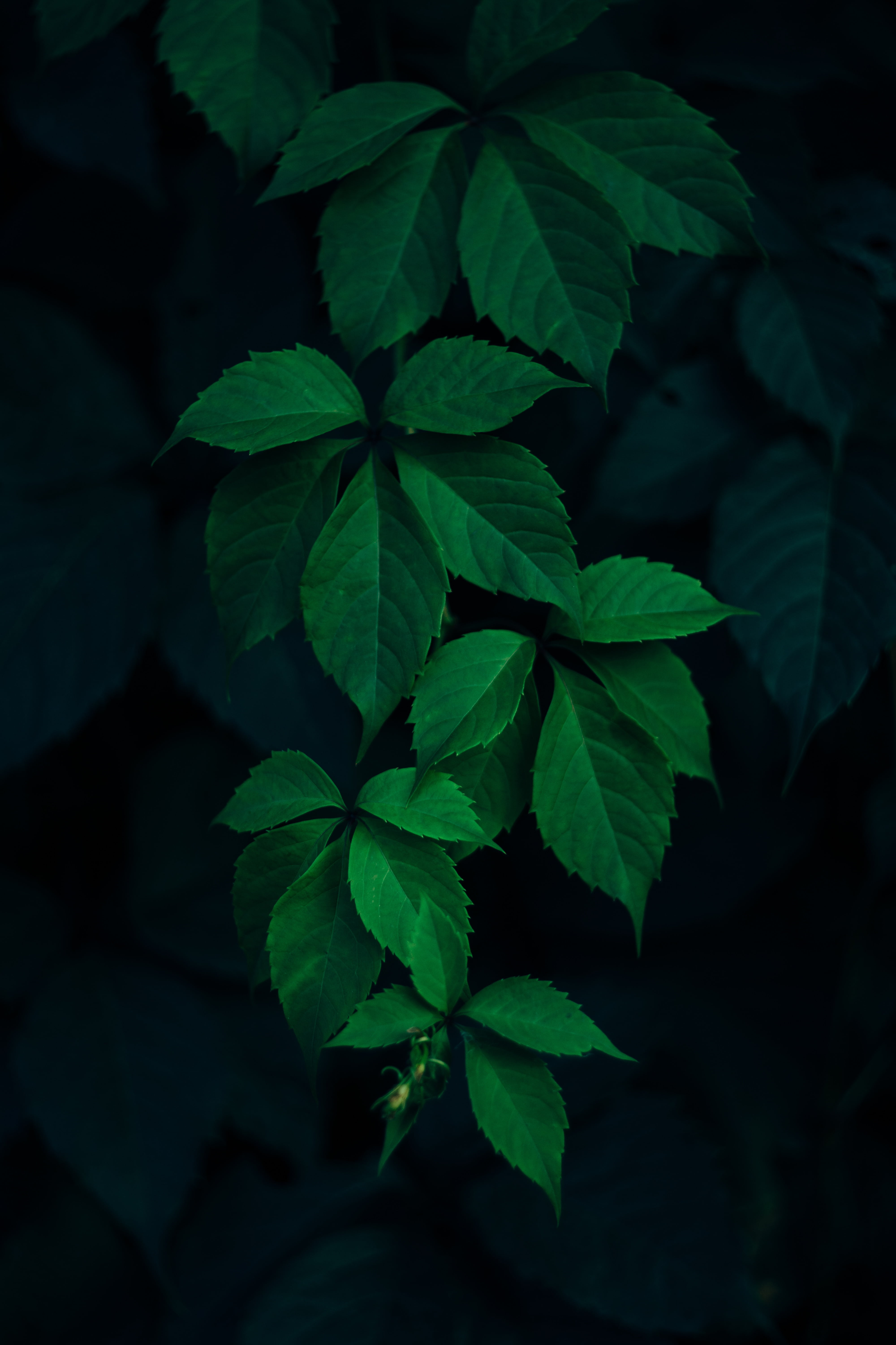 blur, fragility, night, no people, alternative medicine, leafed, focus on foreground, growth, high angle view, food and drink, dark, plant part, close-up, Phone HD Wallpaper