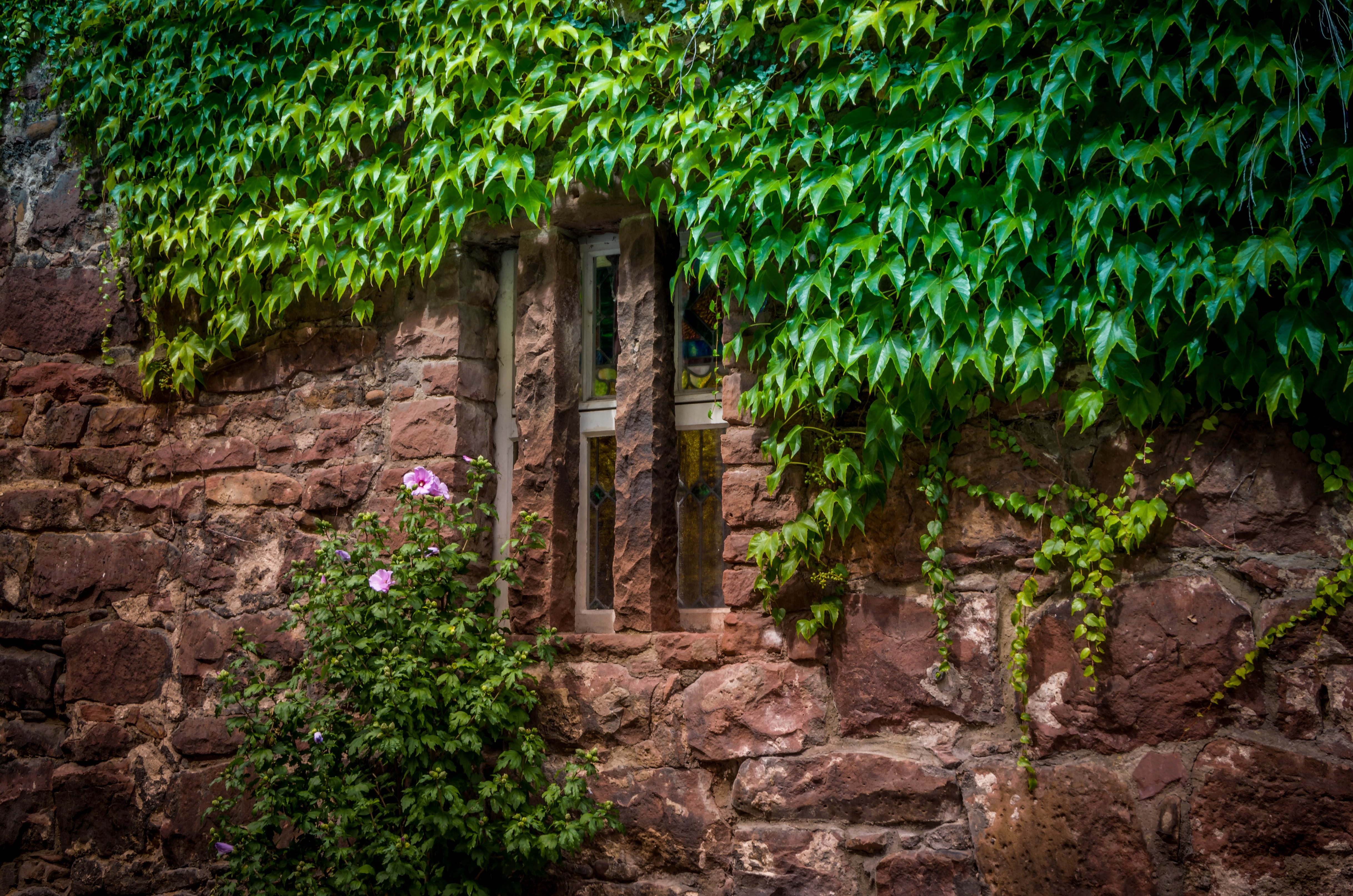 building exterior, building, plants, day, nature, solid, tree, brown, stone wall, window, arch, ivy, concrete, architecture, plant part, old town, no people, HD Wallpaper