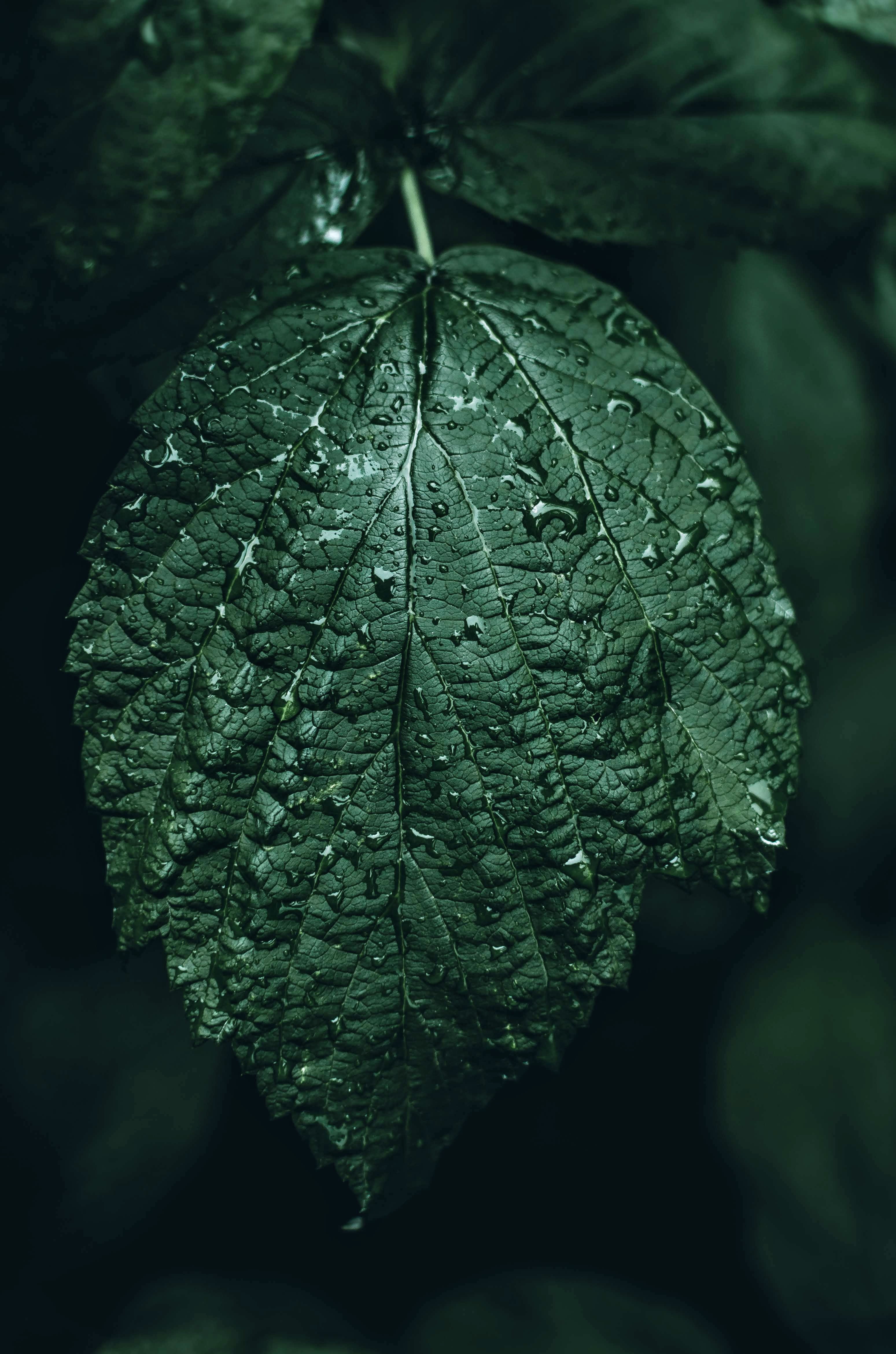 nature, leaves, photography, detail, wet, tree, raindrop, selective, outdoors, dew, ovate, 4K, plant, close-up, growth, leaf, water, dark, leafe, closeup, Phone HD Wallpaper