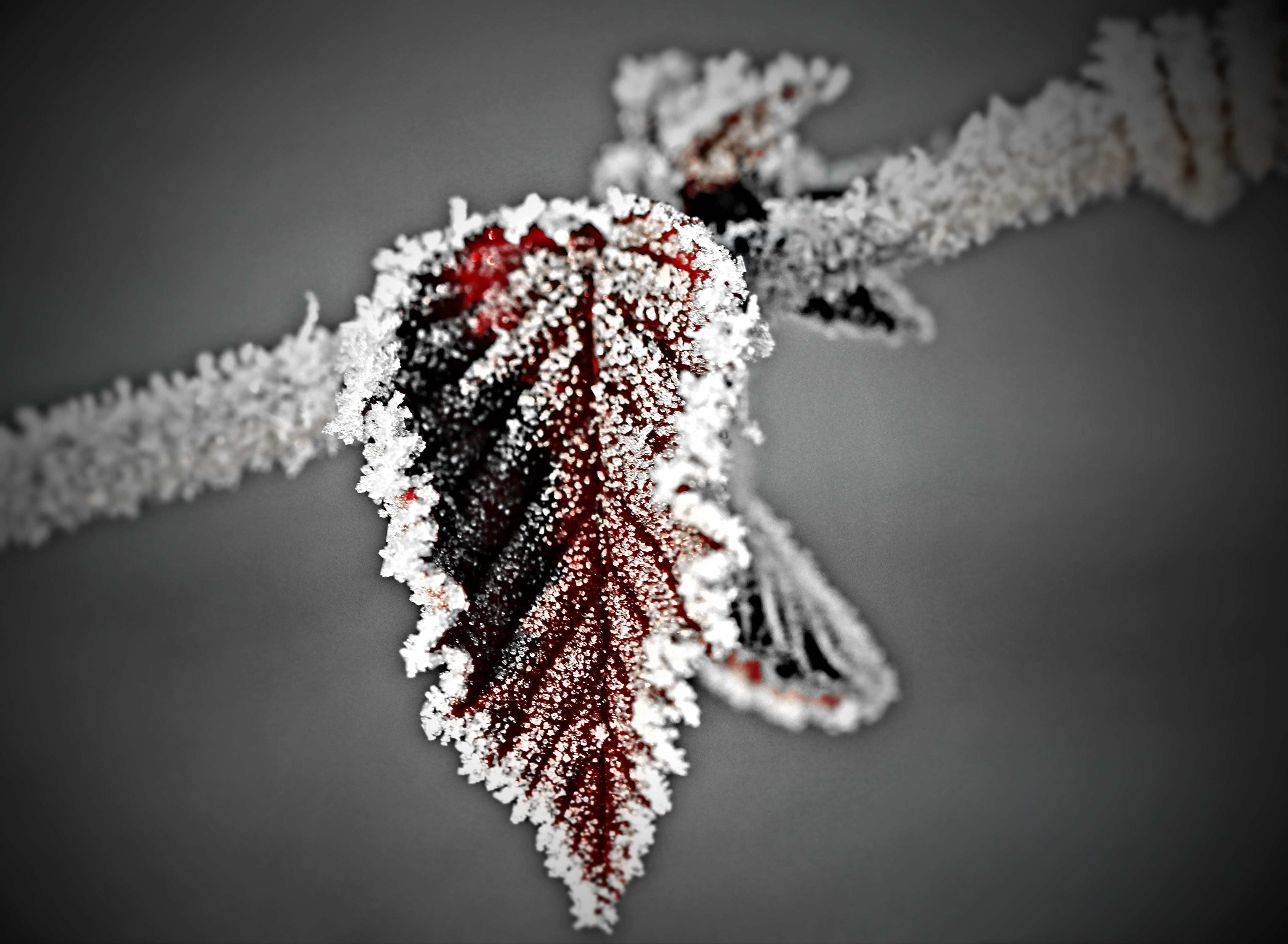 frozen leaf, black background, ovate, no people, focus on foreground, ice, selective focus, 4K, plant, white, red, winter, close-up, snow, leaf, luxury, HD Wallpaper
