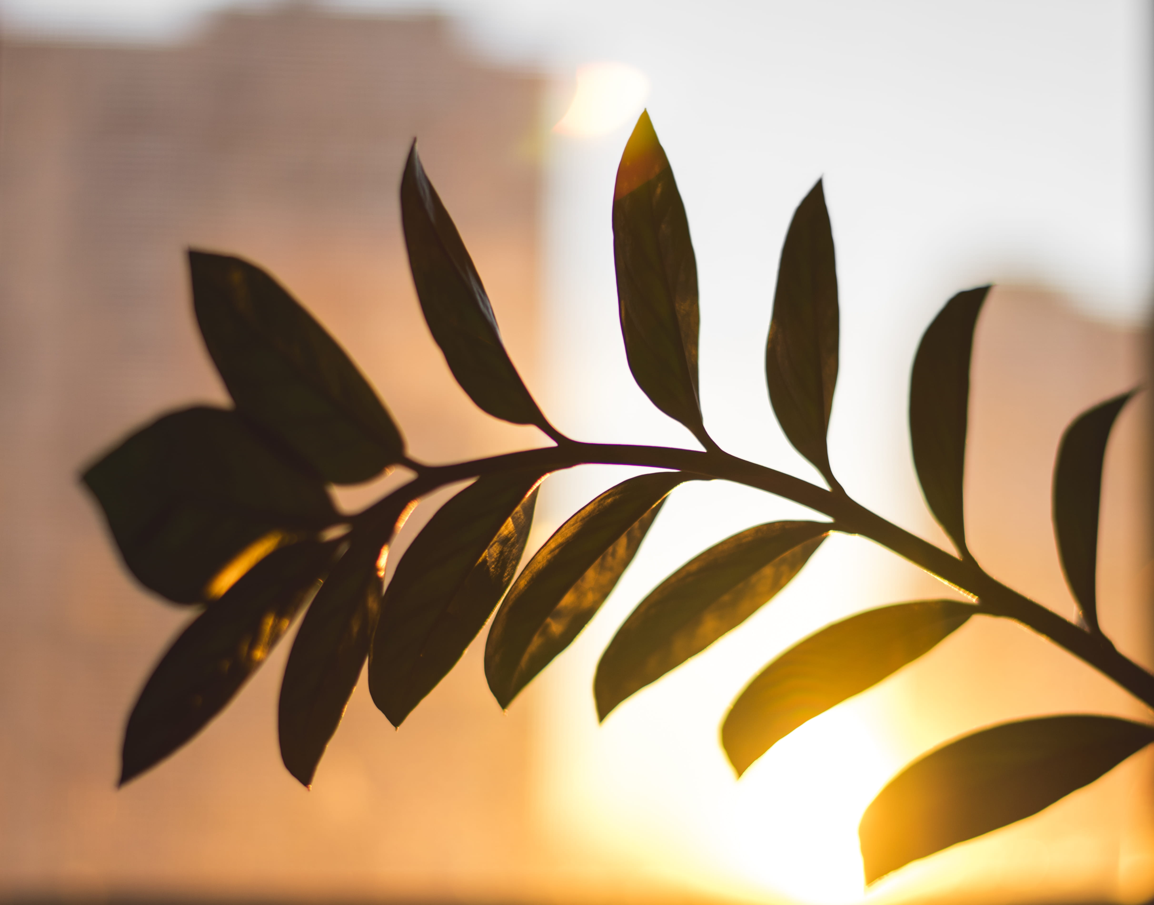 wall - building feature, beauty in nature, bright, selective focus, growth, plant, tranquility, fragility, 4K, sunset, leaf, freshness, HD, HD Wallpaper