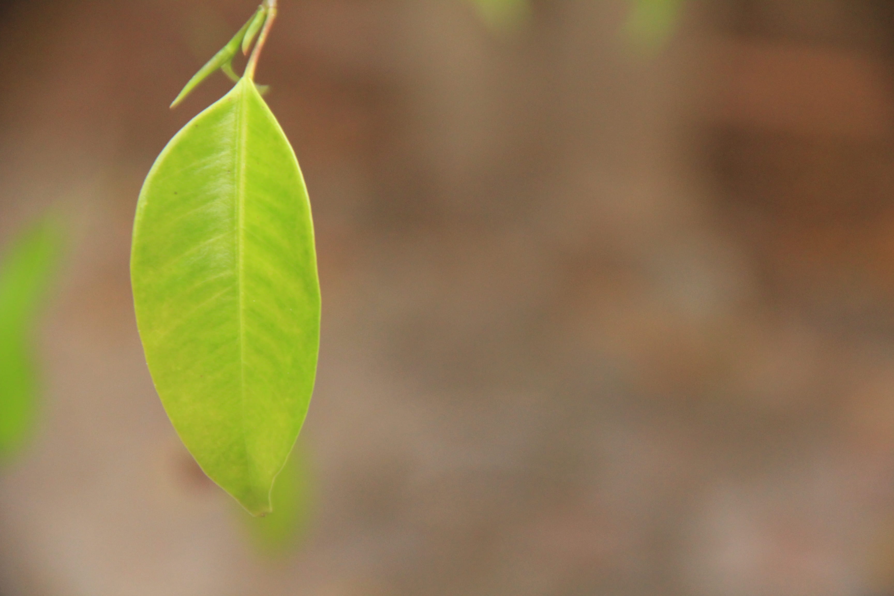 plant, tree, shallow, ovate, plant part, growth, leaf, new life, leaves, green, spring, focus on foreground, beauty in nature, botany, green color, copy space, HD Wallpaper