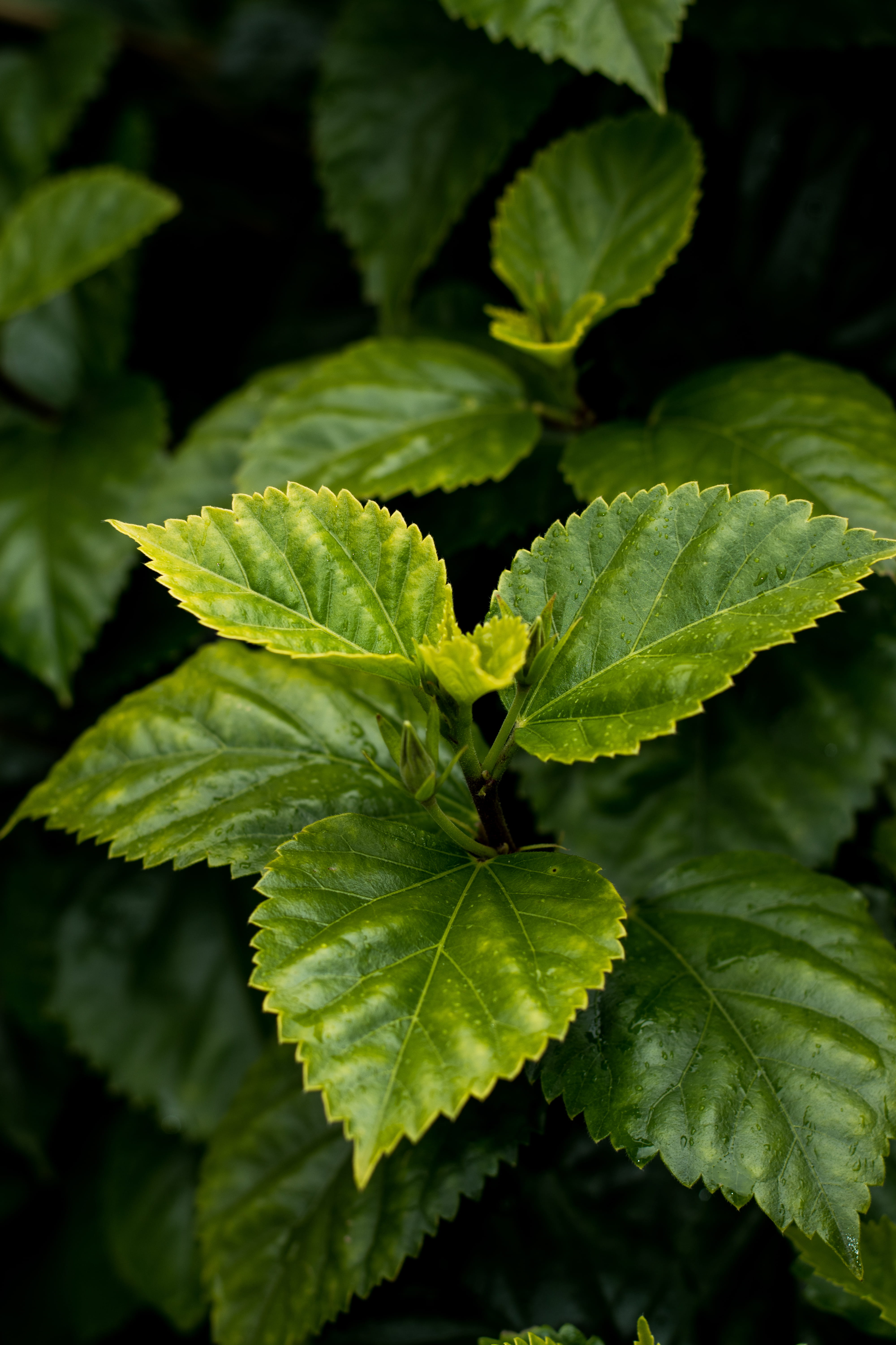 plant, herb, no people, high angle view, leaf, plant part, green color, full frame, selective focus, growth, beauty in nature, leaf vein, leafed, close-up, Phone HD Wallpaper