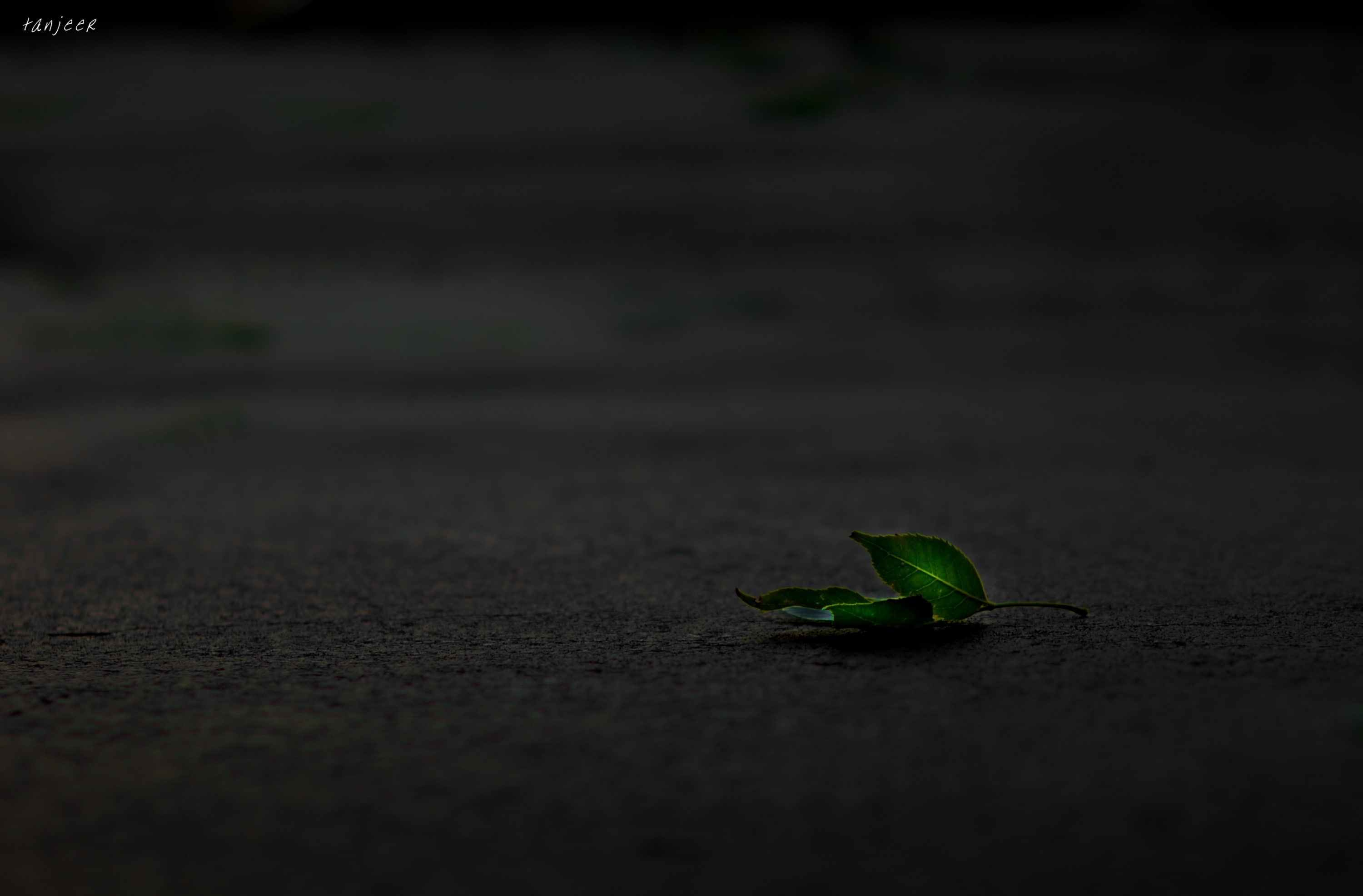 plant, 2K, nature, Dusk, day, Leaf, Isolation, beginnings, beauty in nature, city, surface level, Sunset, plant part, fragility, new life, ovate, close-up, HD Wallpaper