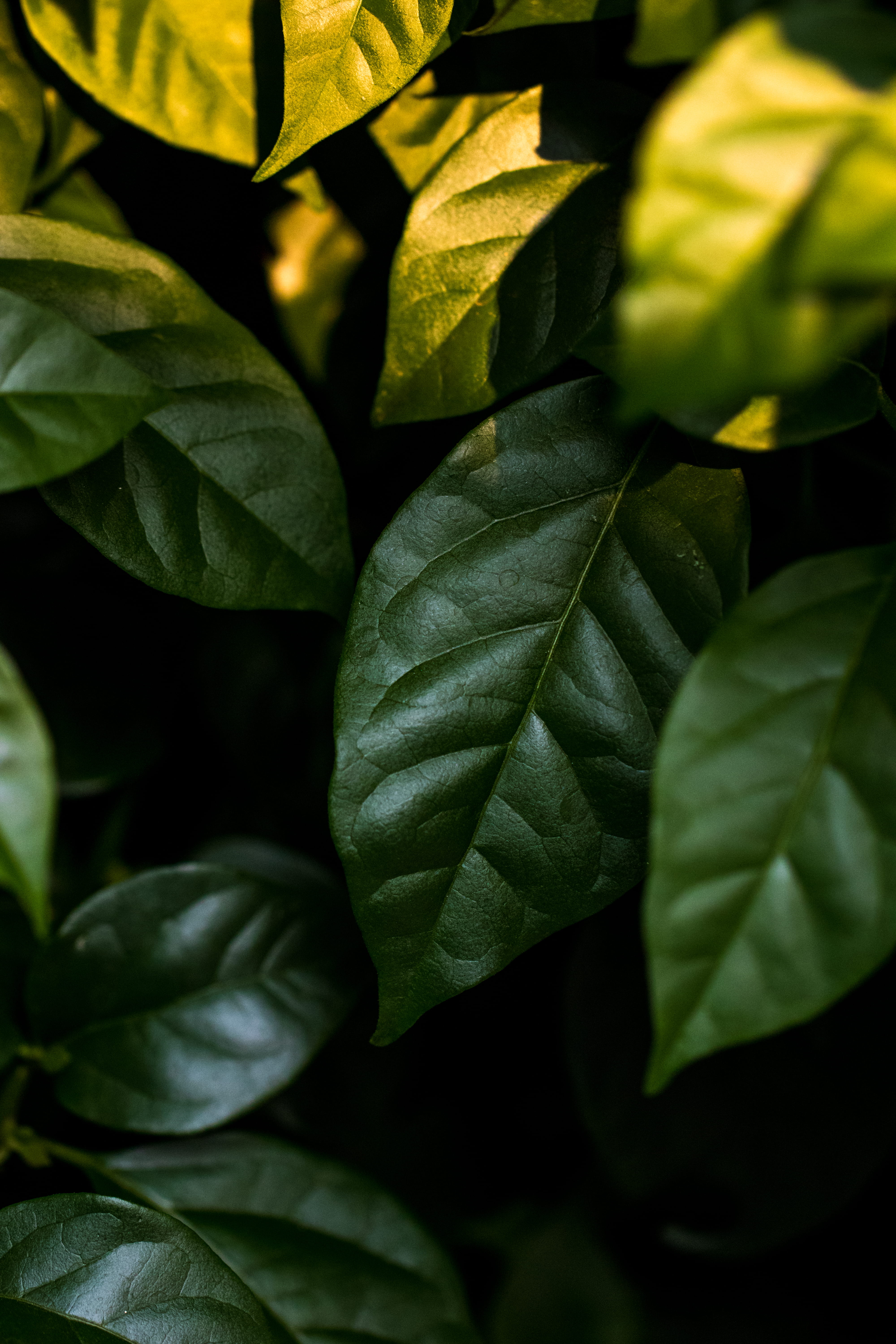 greenery, close-up, bush, sunlight, green Color, beauty In Nature, macro, lush Foliage, no People, day, outdoors, herb, backgrounds, textured, 5K, photo, Phone HD Wallpaper