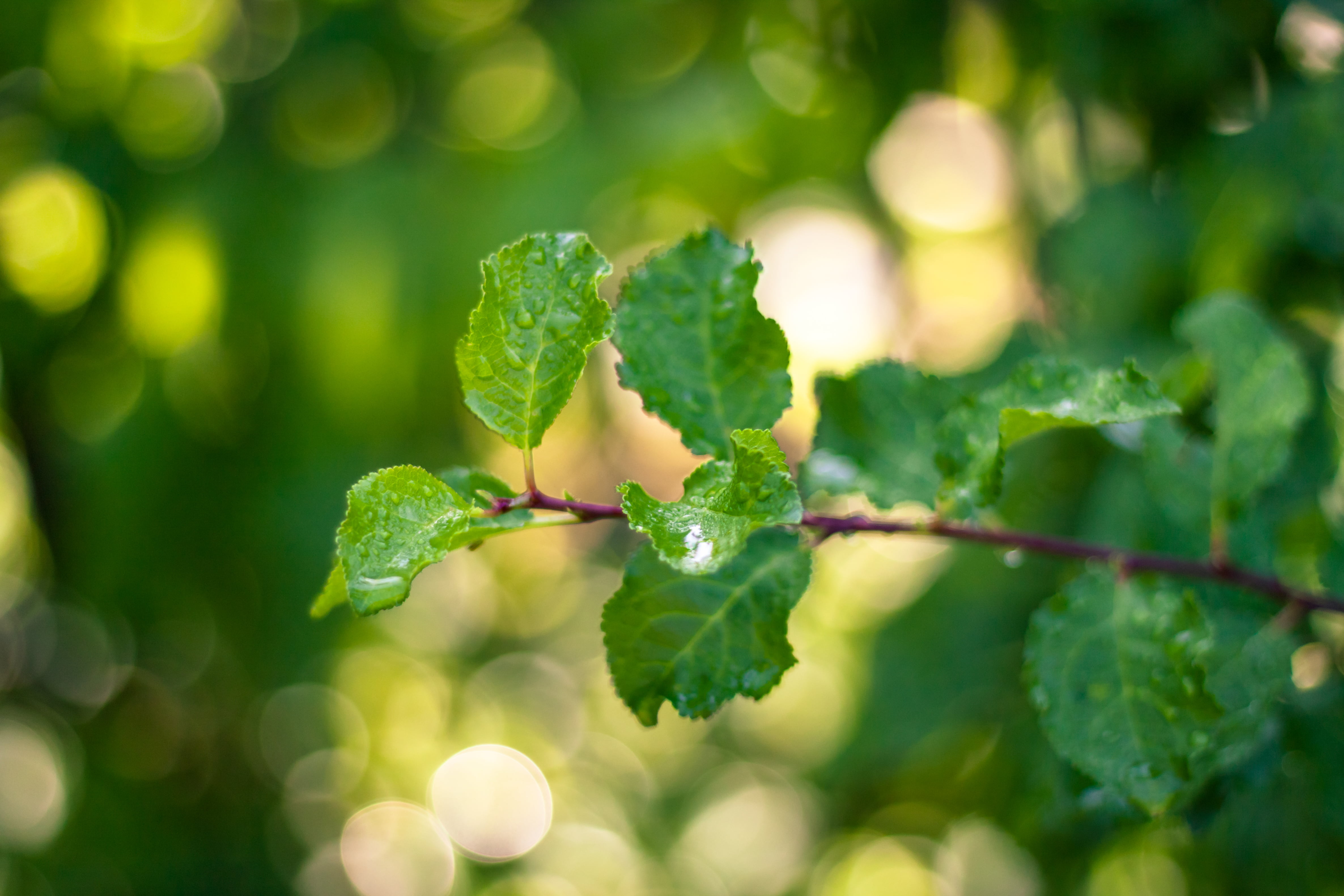 springtime, russian, M42, growth, close, romania, ovate, branch, f/1.8, summer, green Color, photo, 4K, vintage, leaf, sorin, close-up, freshness, green  leaves, HD Wallpaper