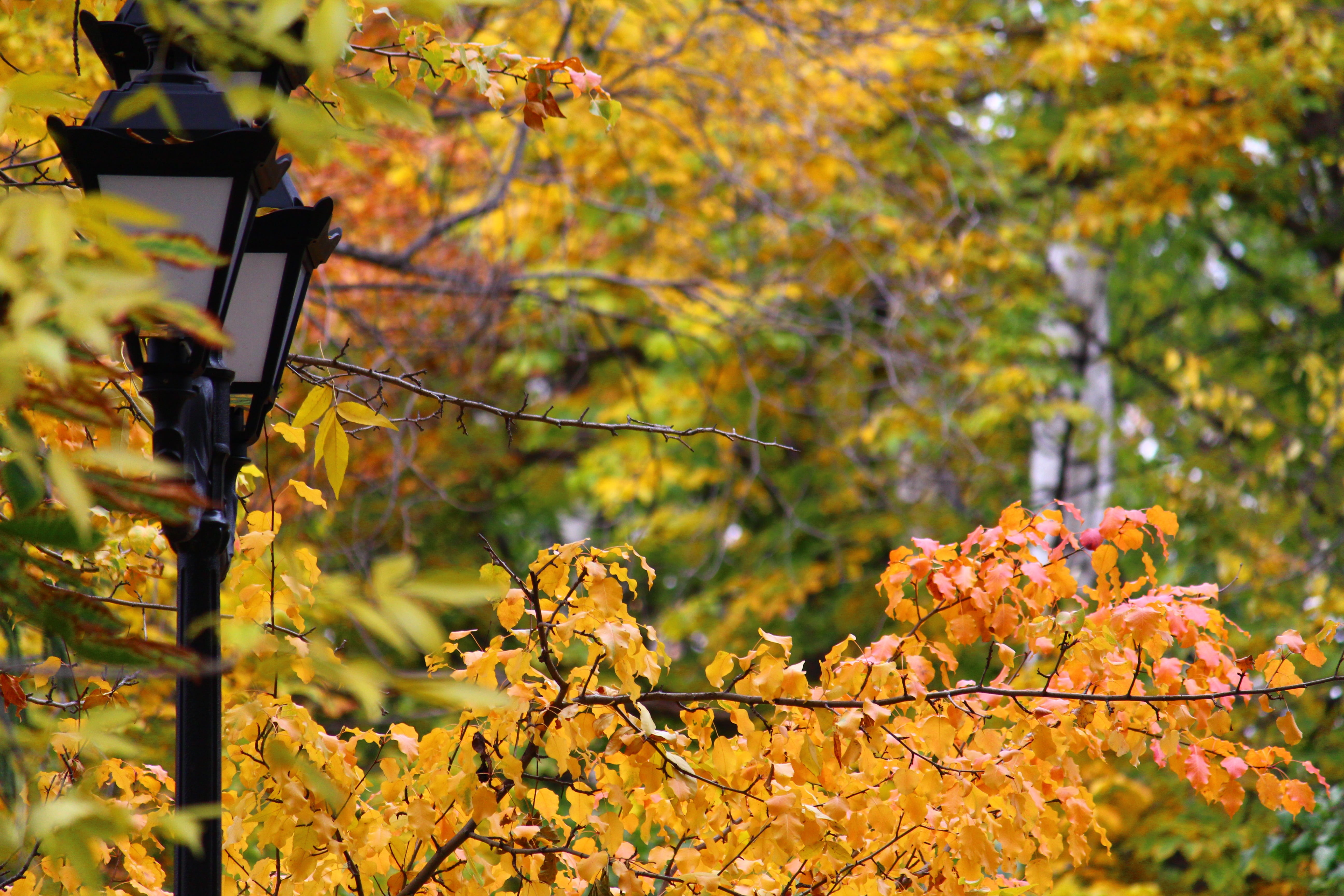 stroll, beautiful, growth, lantern, springtime, day, city, branch, street, park, beauty in nature, no people, nature, plant, freshness, flower, 5K, leaf, HD Wallpaper