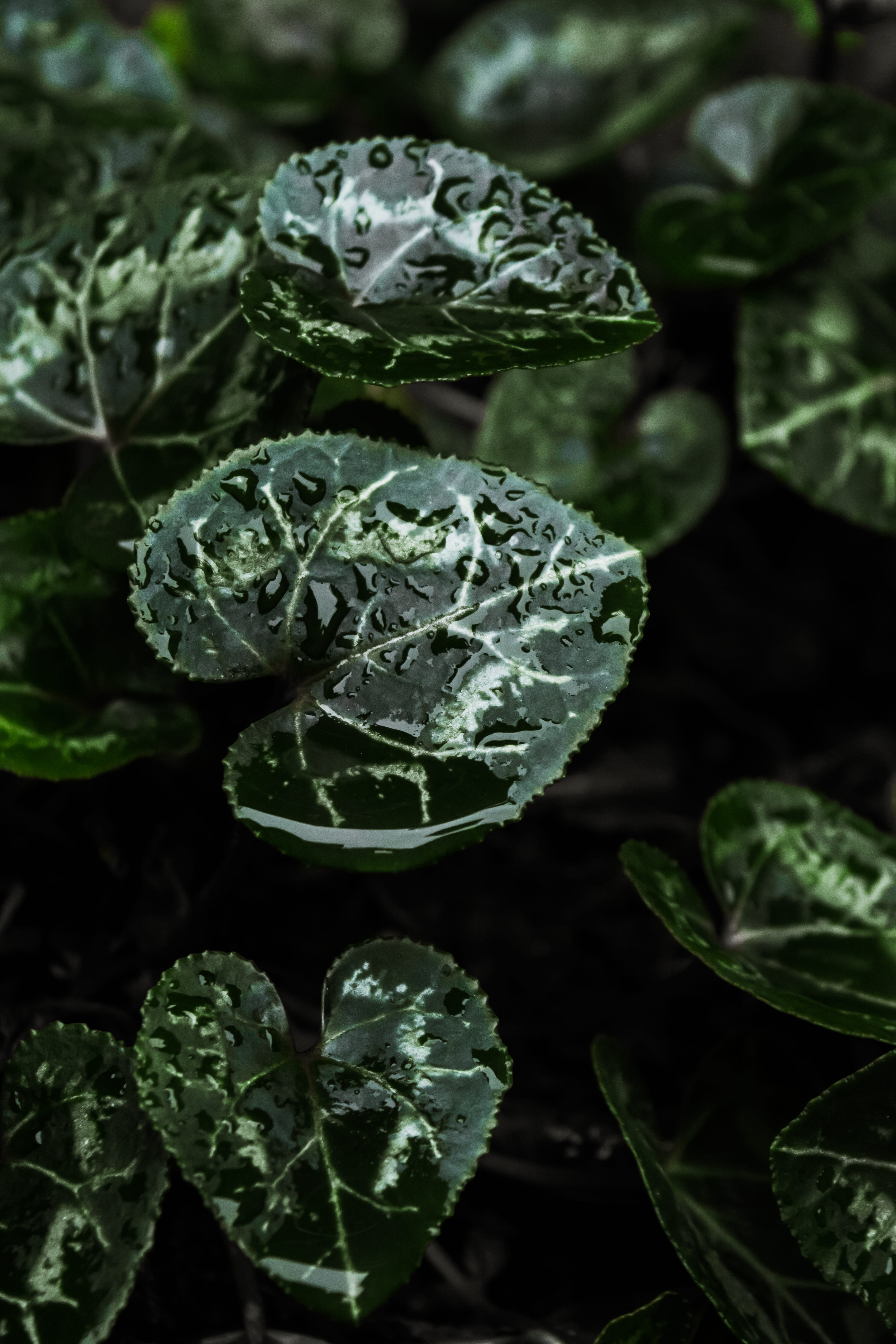vulnerability, water, fragility, nature, 5K, growth, droplet, photography, botany, green, food and drink, shallow focus, organic, leaves, ovate, vegetable, Phone HD Wallpaper
