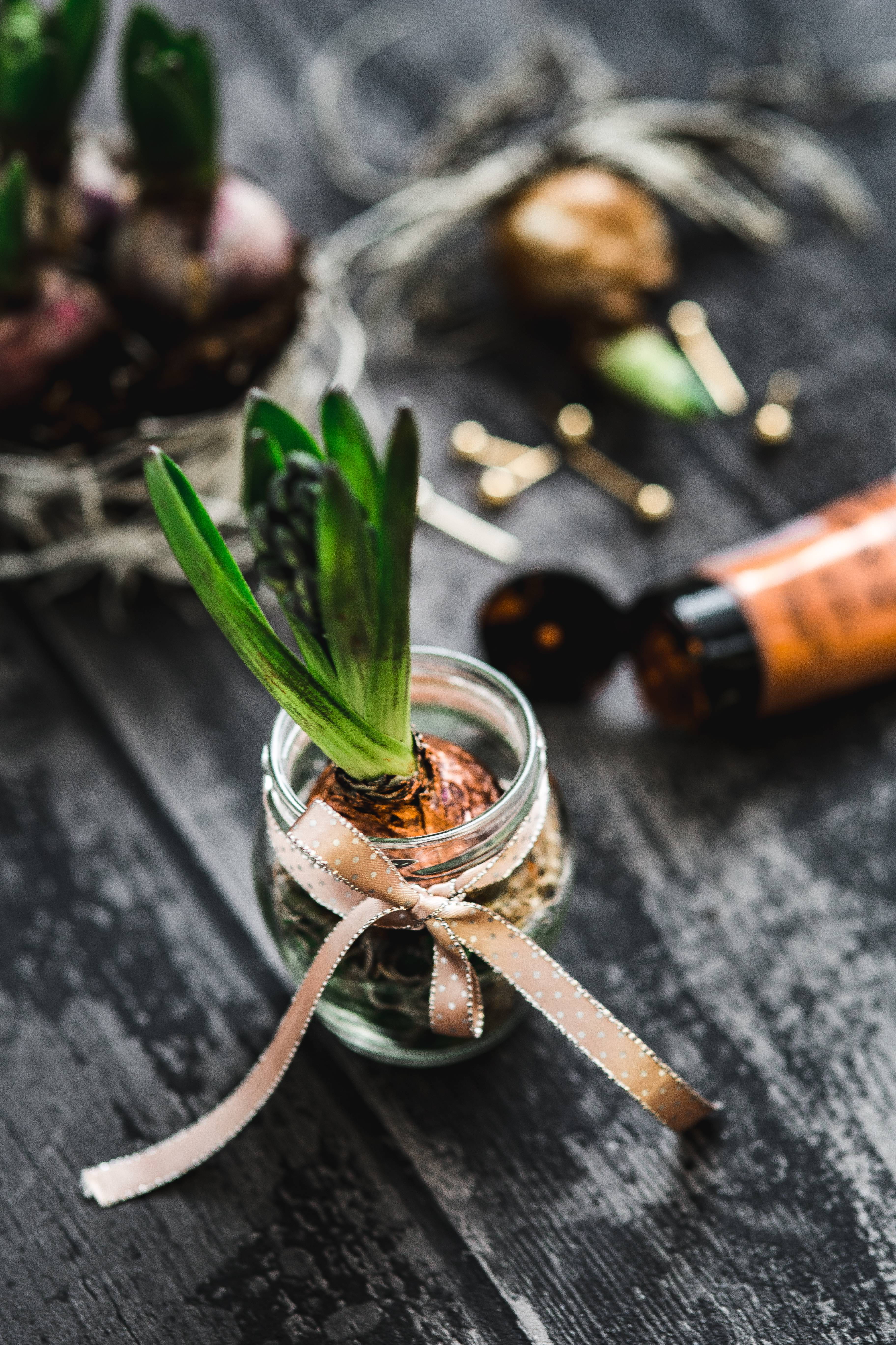 plant, focus on foreground, spice, freshness, bottle, spoon, indoors, little, seedling, vegetable, herb, small, rustic, jar, healthy eating, 5K, leaf, Phone HD Wallpaper
