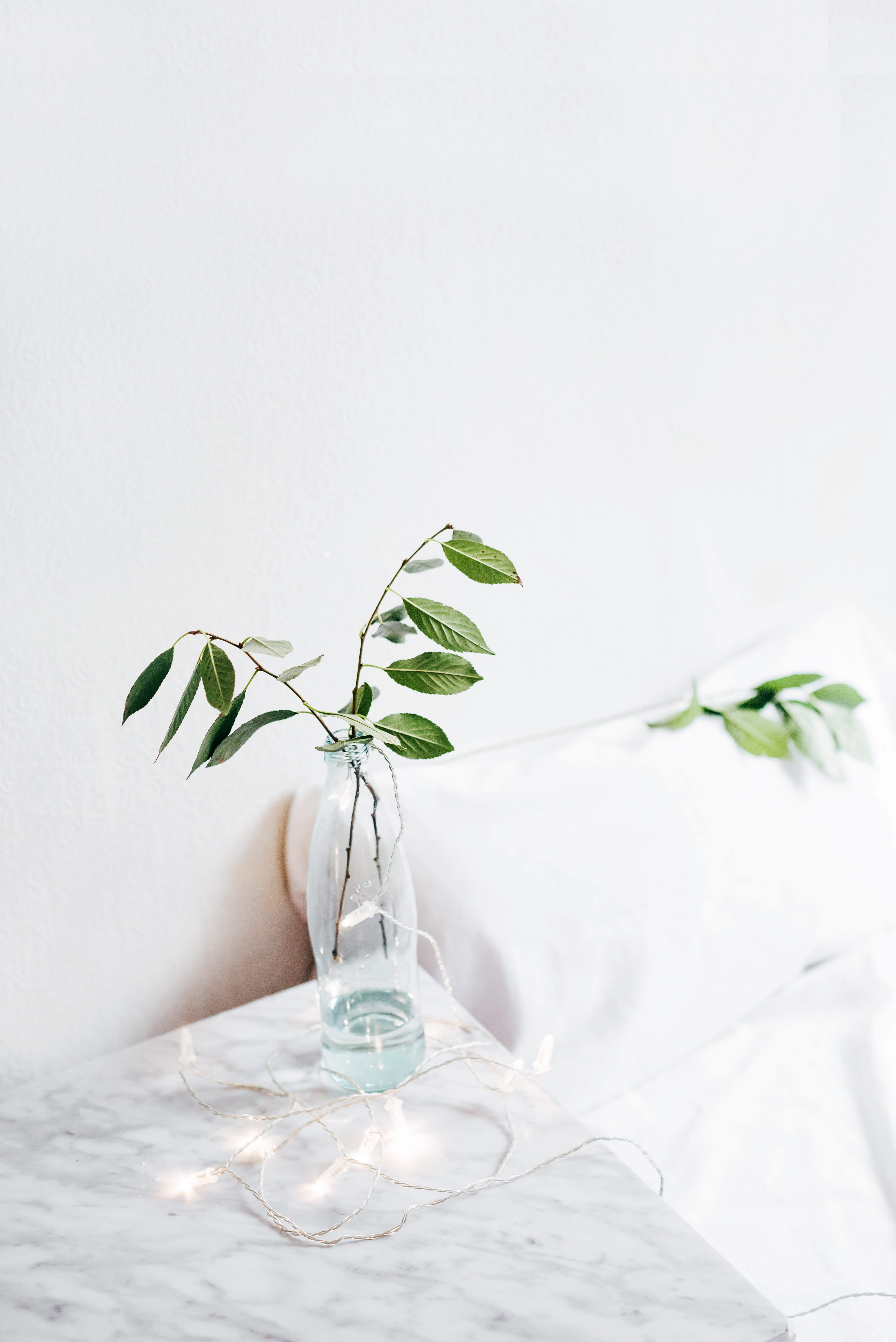 vulnerability, plant stem, plant part, glass, white color, freshness, ovate, flowering plant, close-up, table, fragility, no people, flower, vase, flower head, Phone HD Wallpaper