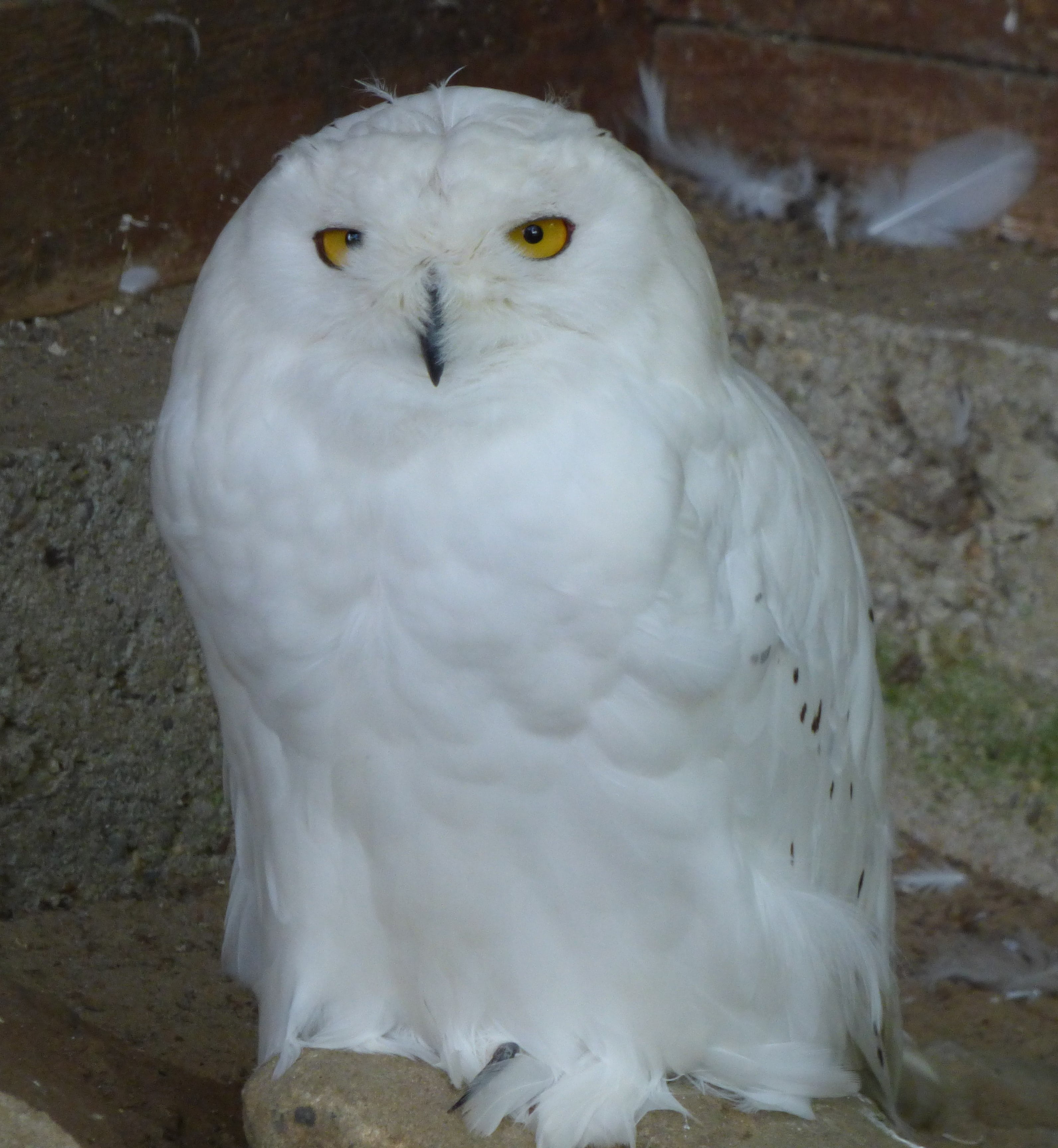 nature, focus on foreground, eagle, dormant, owl, white, snowy owl, feather, enclosure, sitting, raptor, front view, elegant, animals in the wild, harry potter, Phone HD Wallpaper